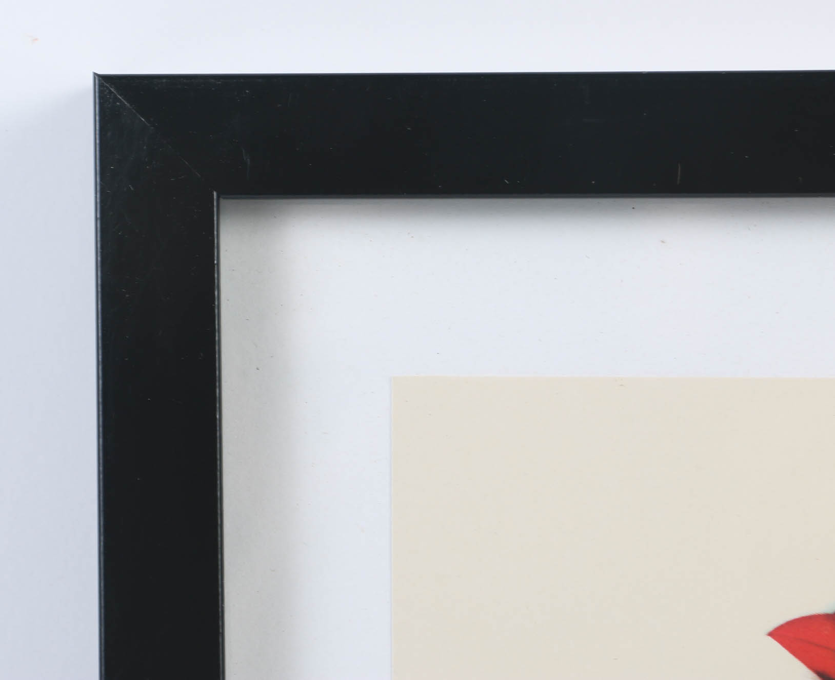 Collection of Offset Lithographs of Rodger Tory Peterson Ornithology Illustrations