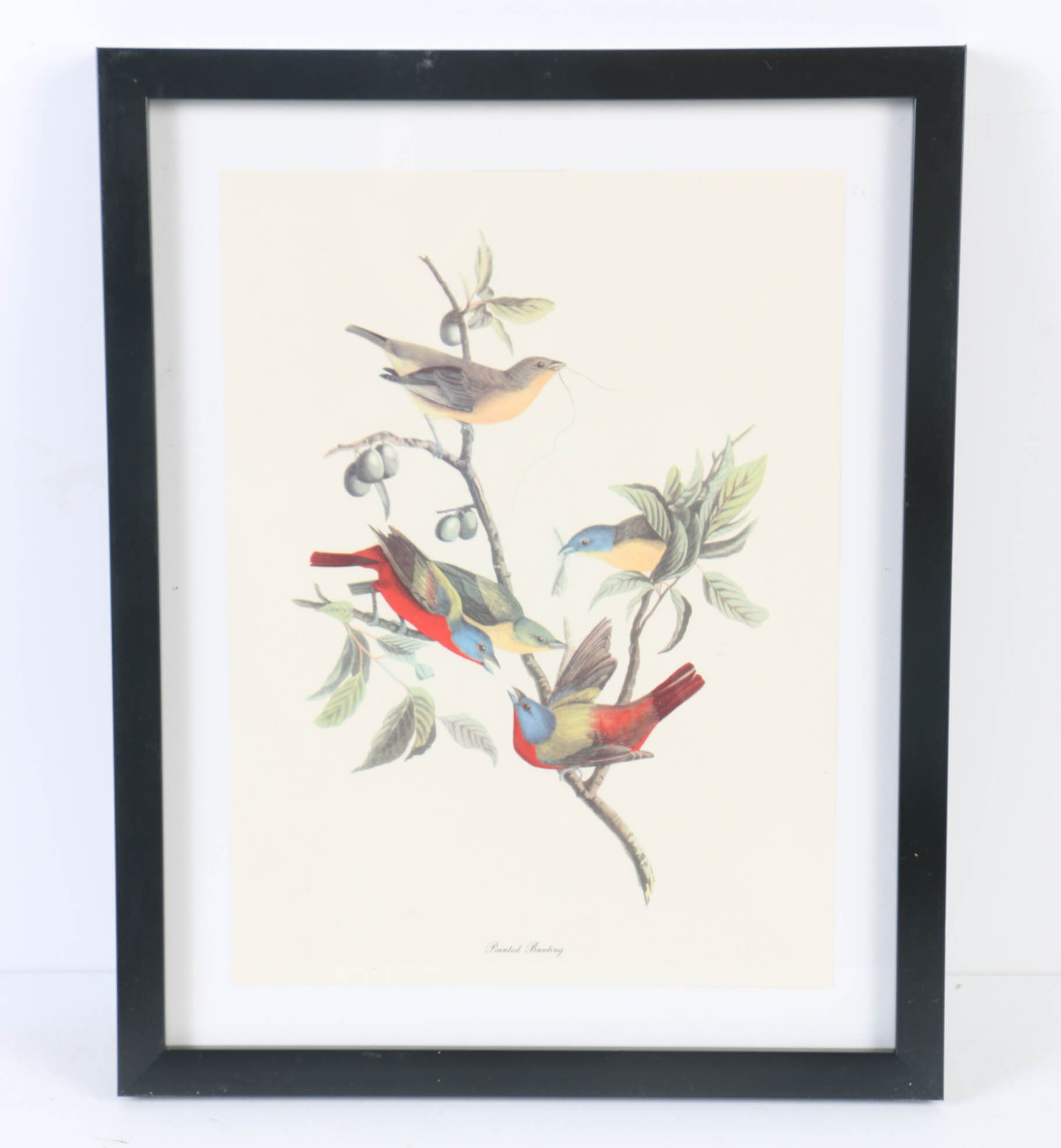 Collection of Offset Lithographs of Rodger Tory Peterson Ornithology Illustrations