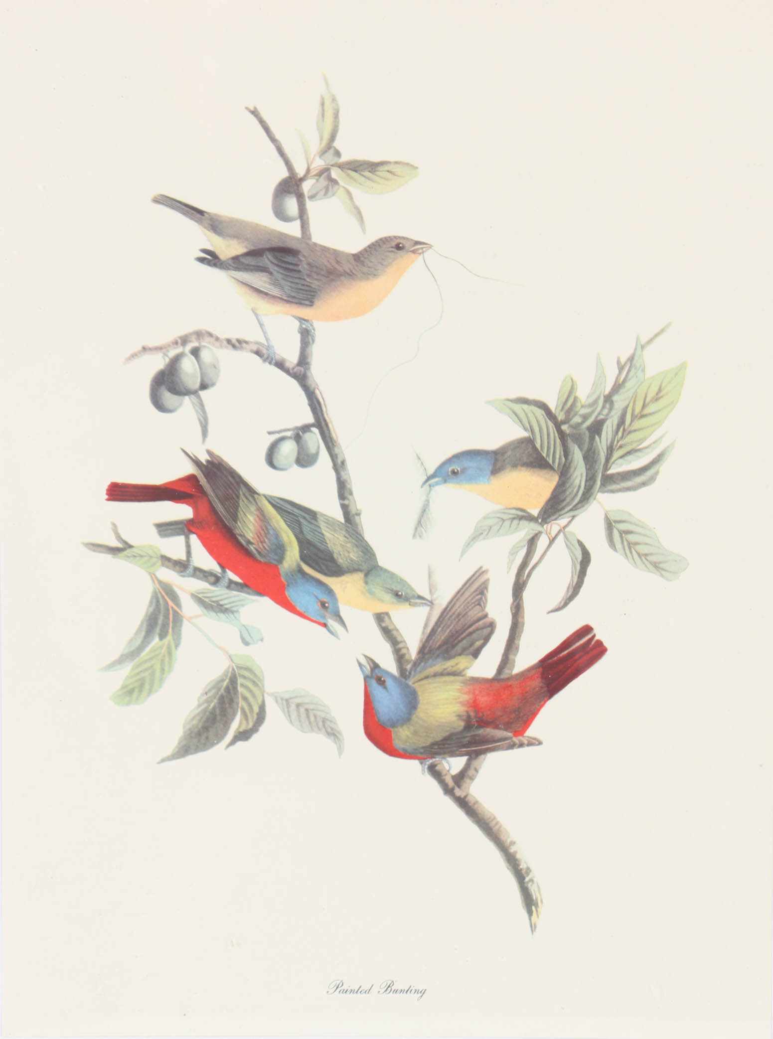 Collection of Offset Lithographs of Rodger Tory Peterson Ornithology Illustrations