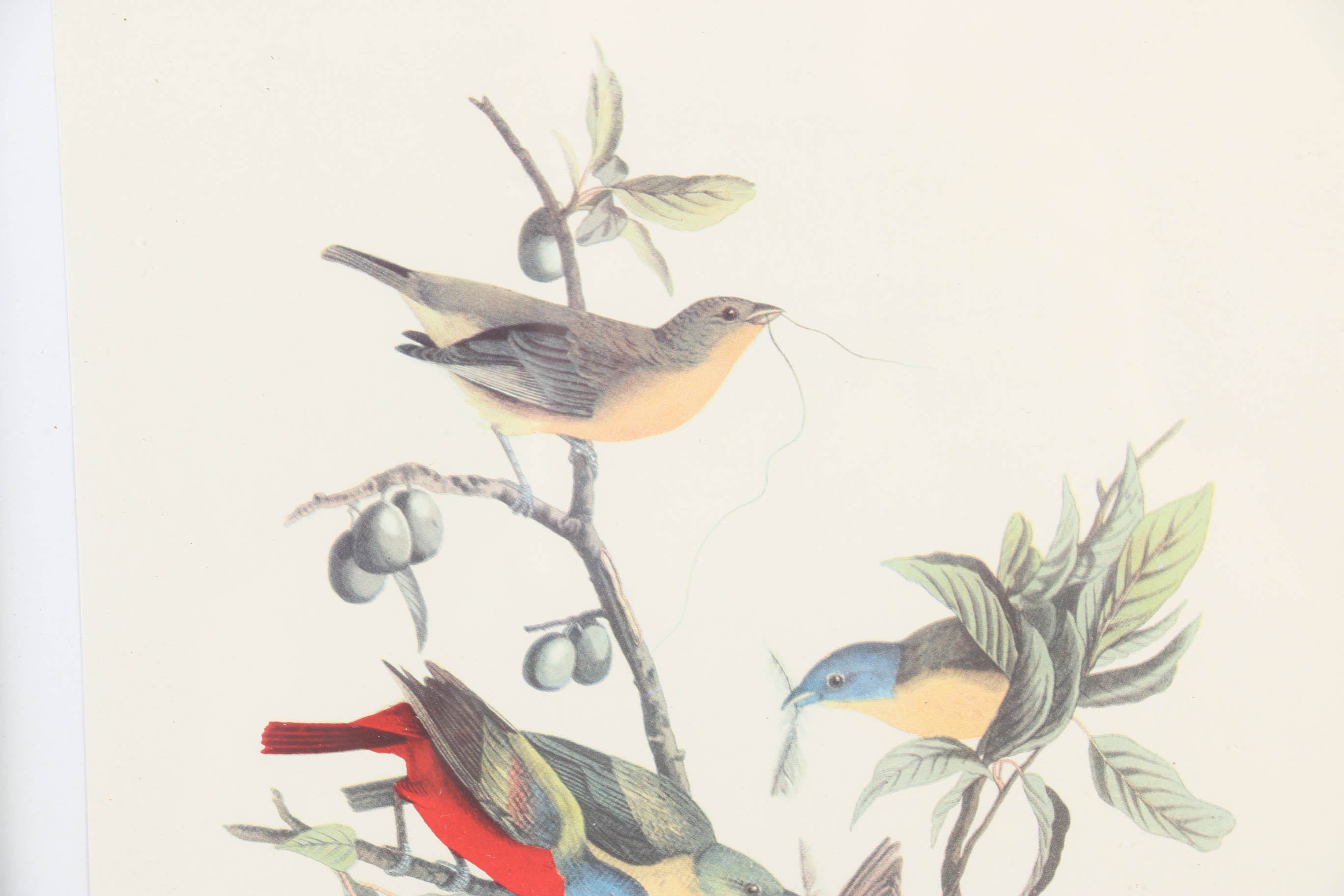 Collection of Offset Lithographs of Rodger Tory Peterson Ornithology Illustrations
