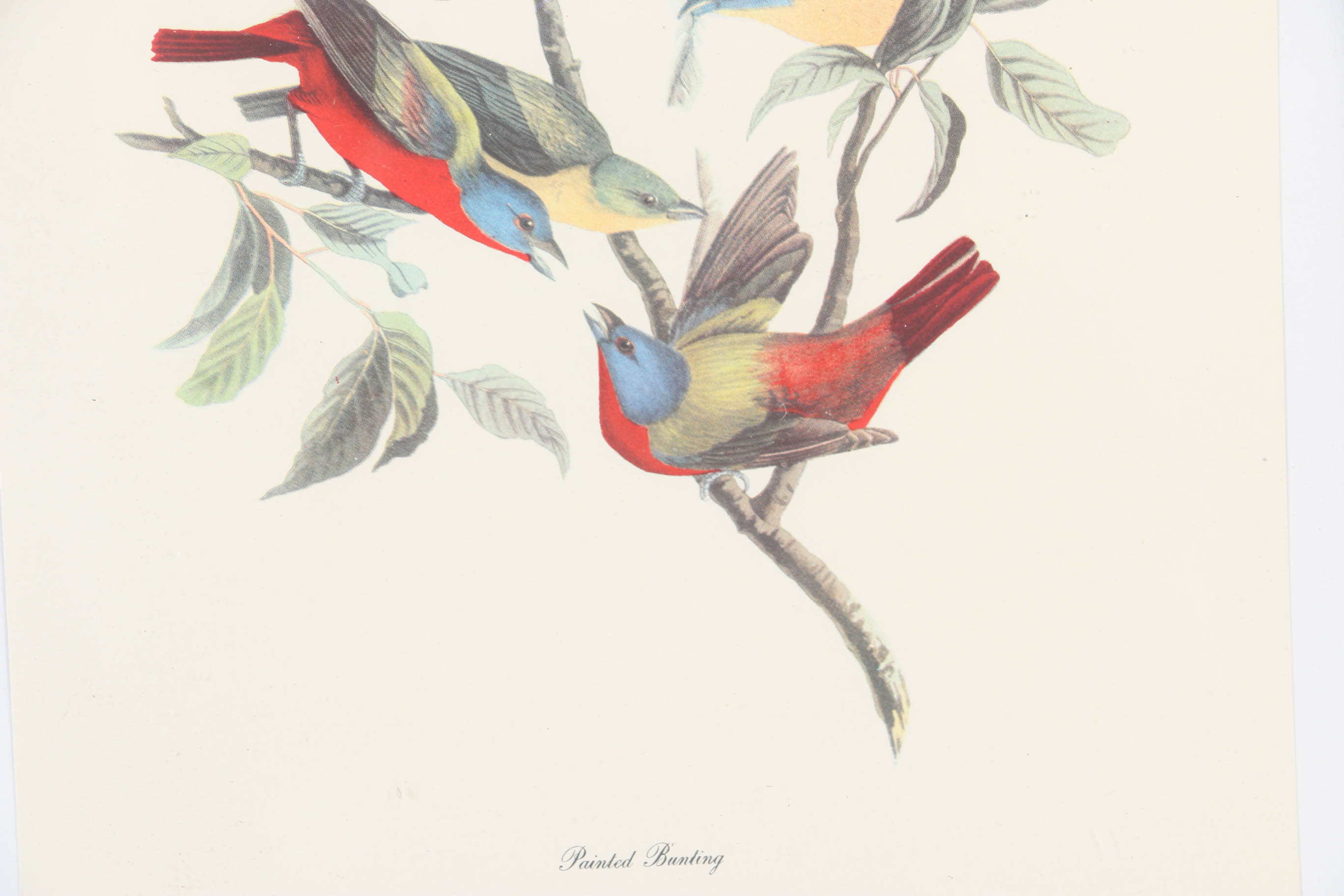 Collection of Offset Lithographs of Rodger Tory Peterson Ornithology Illustrations
