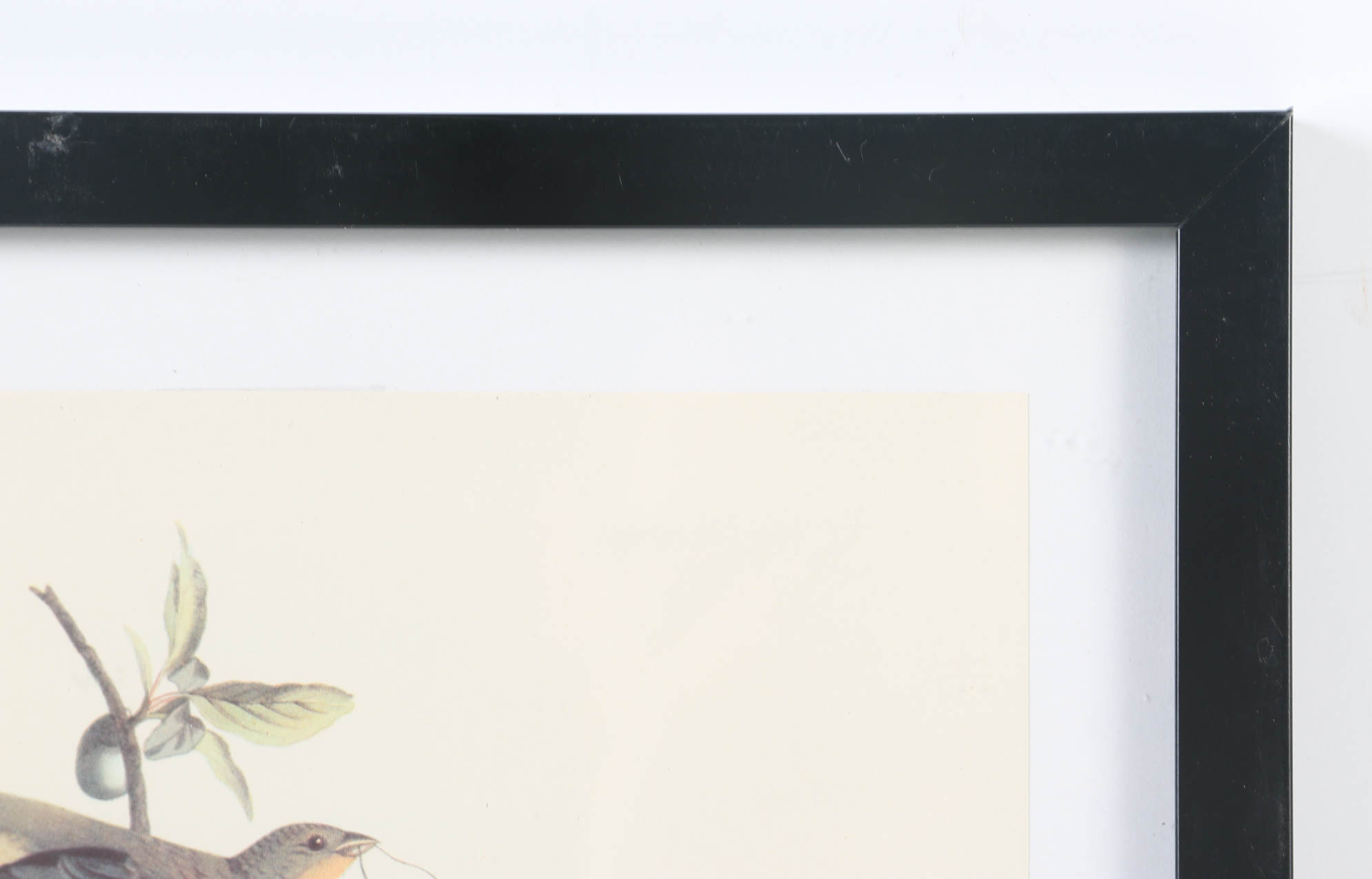 Collection of Offset Lithographs of Rodger Tory Peterson Ornithology Illustrations