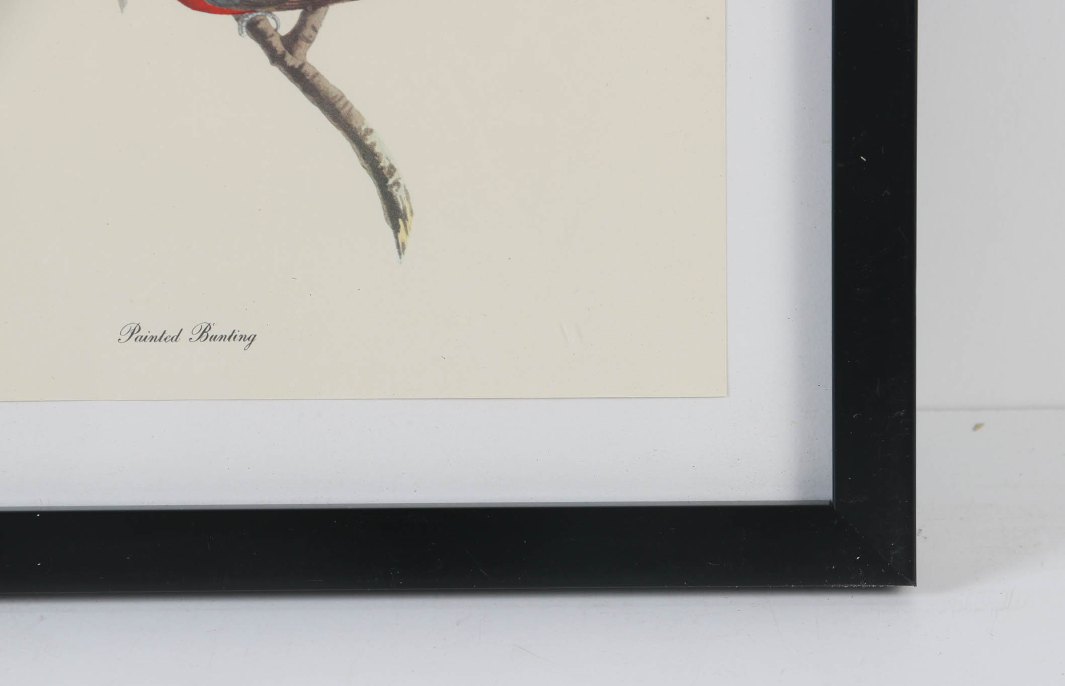 Collection of Offset Lithographs of Rodger Tory Peterson Ornithology Illustrations