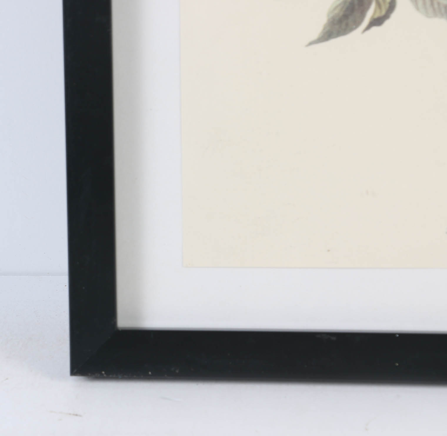 Collection of Offset Lithographs of Rodger Tory Peterson Ornithology Illustrations