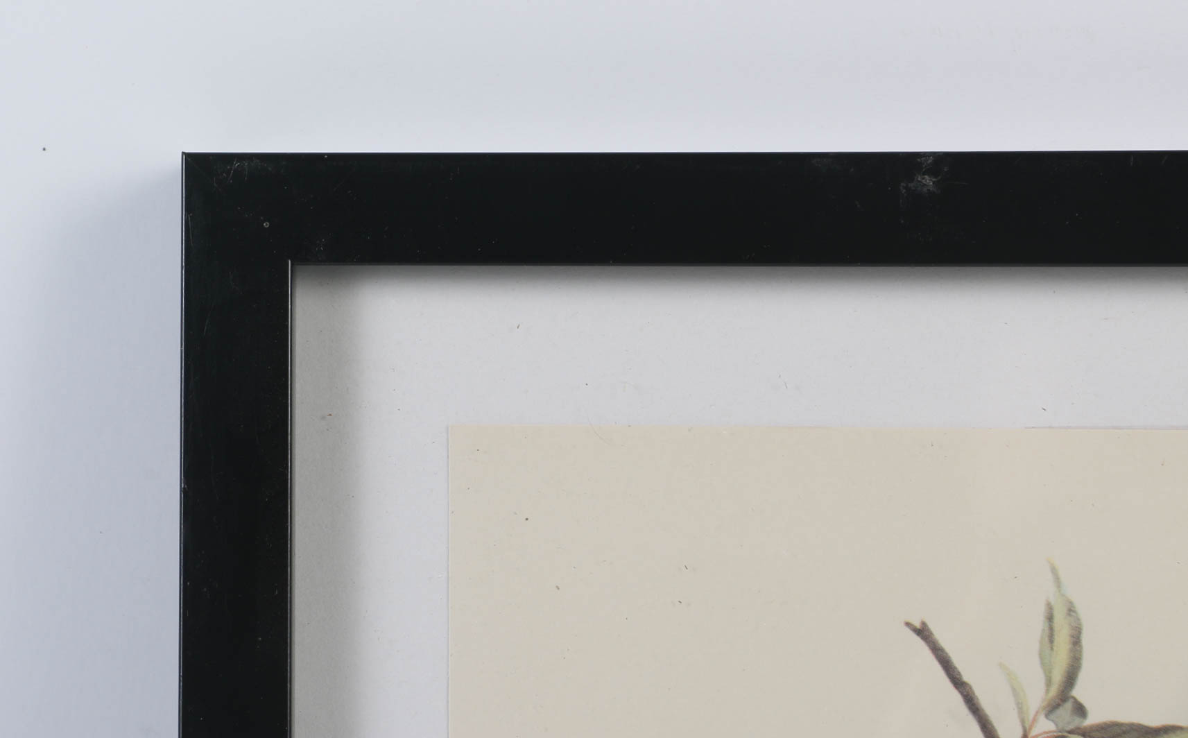 Collection of Offset Lithographs of Rodger Tory Peterson Ornithology Illustrations