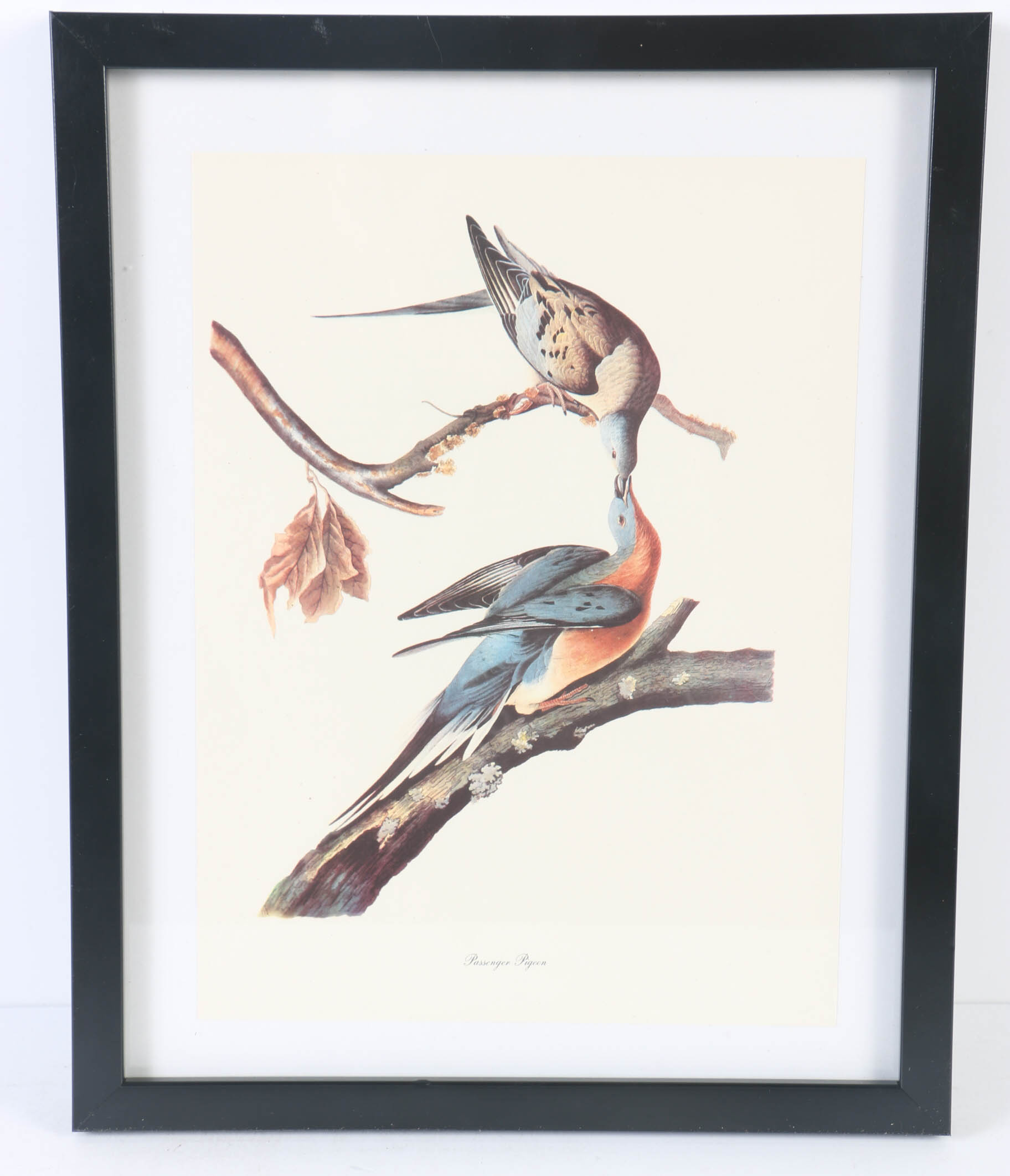 Collection of Offset Lithographs of Rodger Tory Peterson Ornithology Illustrations