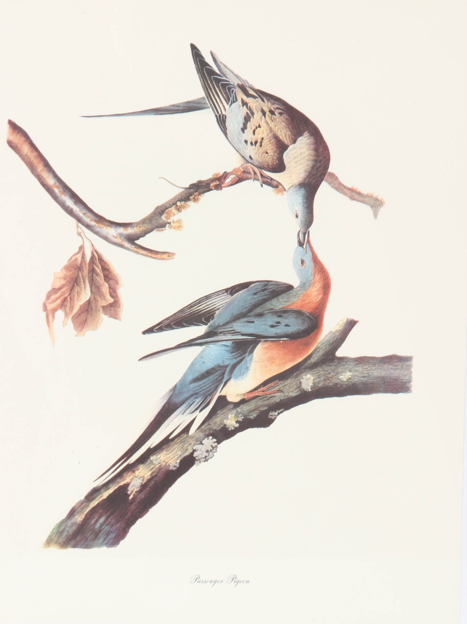 Collection of Offset Lithographs of Rodger Tory Peterson Ornithology Illustrations