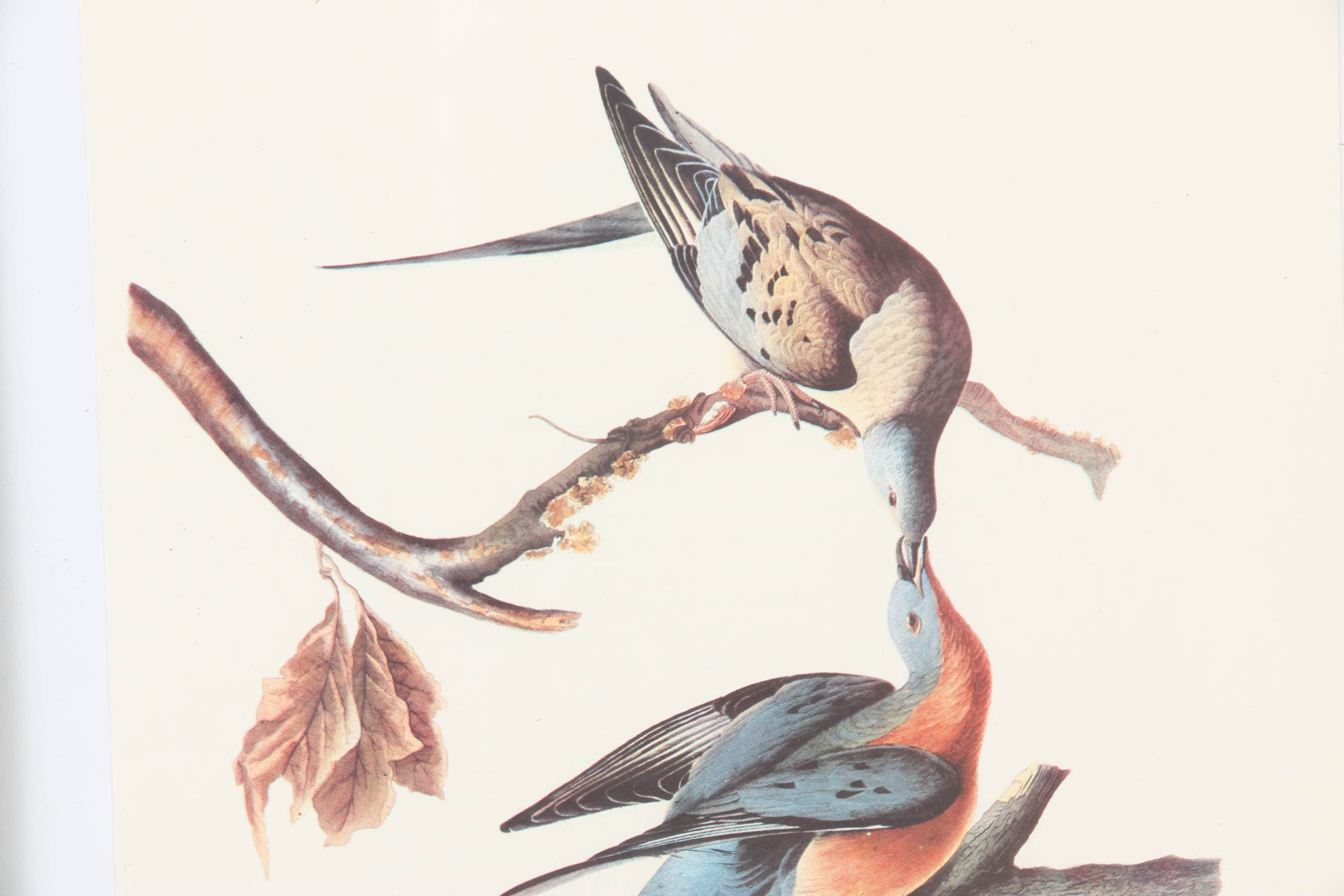 Collection of Offset Lithographs of Rodger Tory Peterson Ornithology Illustrations