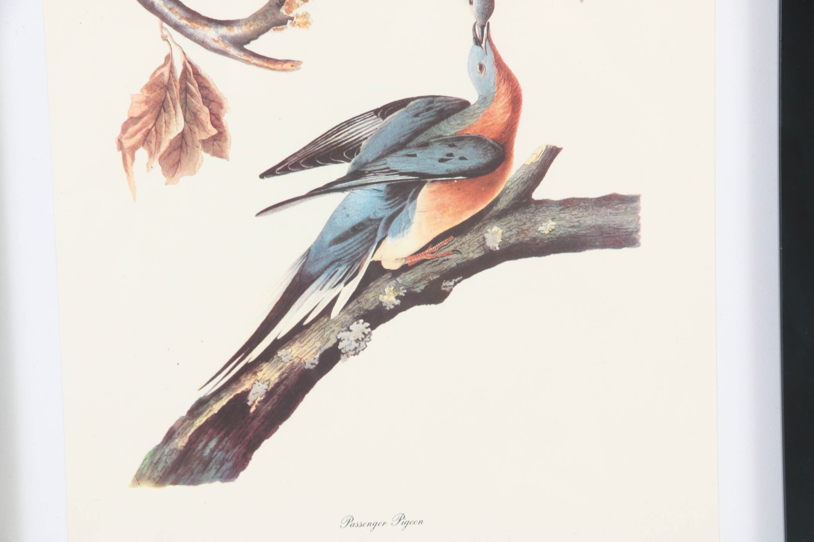 Collection of Offset Lithographs of Rodger Tory Peterson Ornithology Illustrations