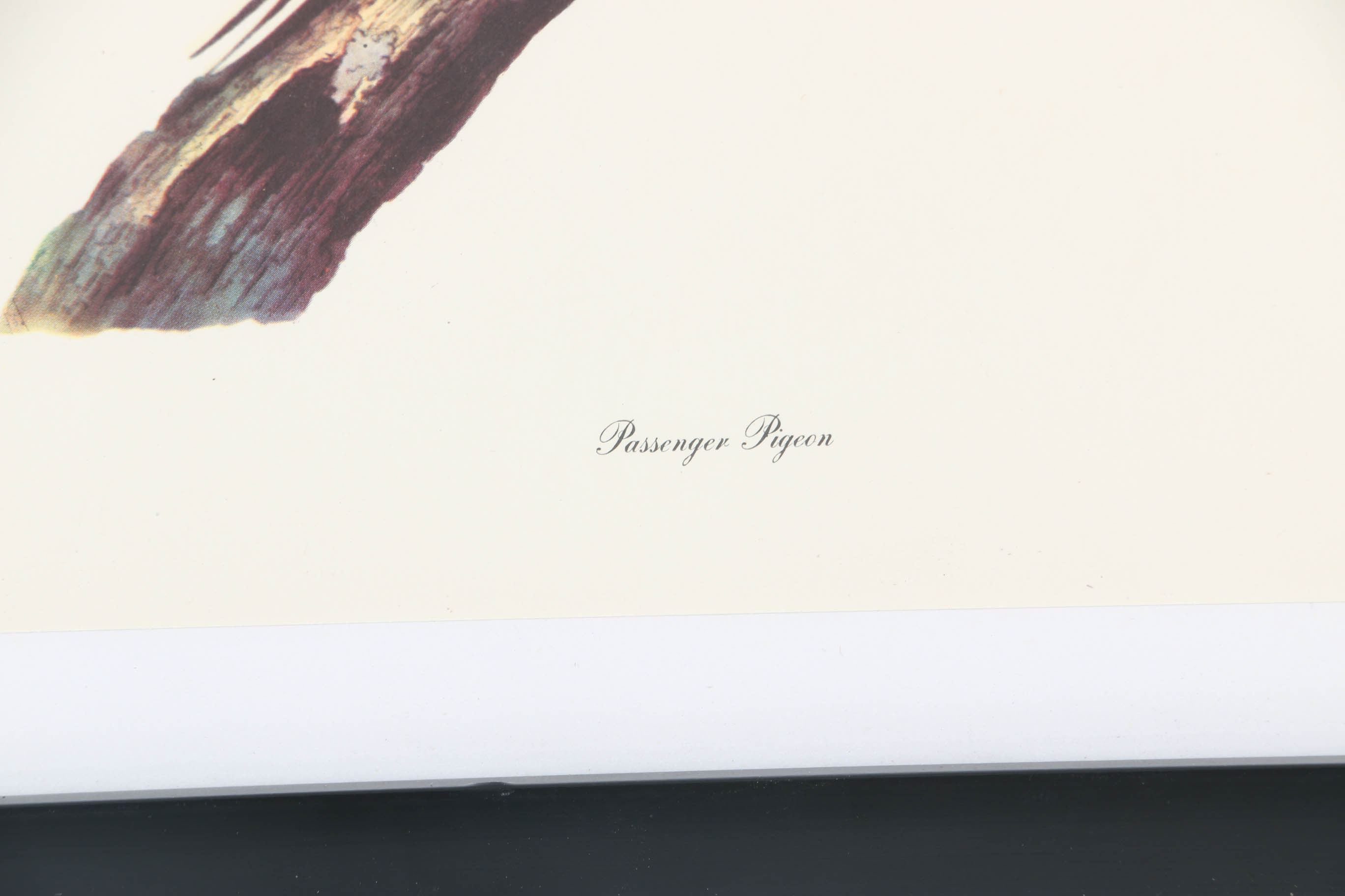 Collection of Offset Lithographs of Rodger Tory Peterson Ornithology Illustrations