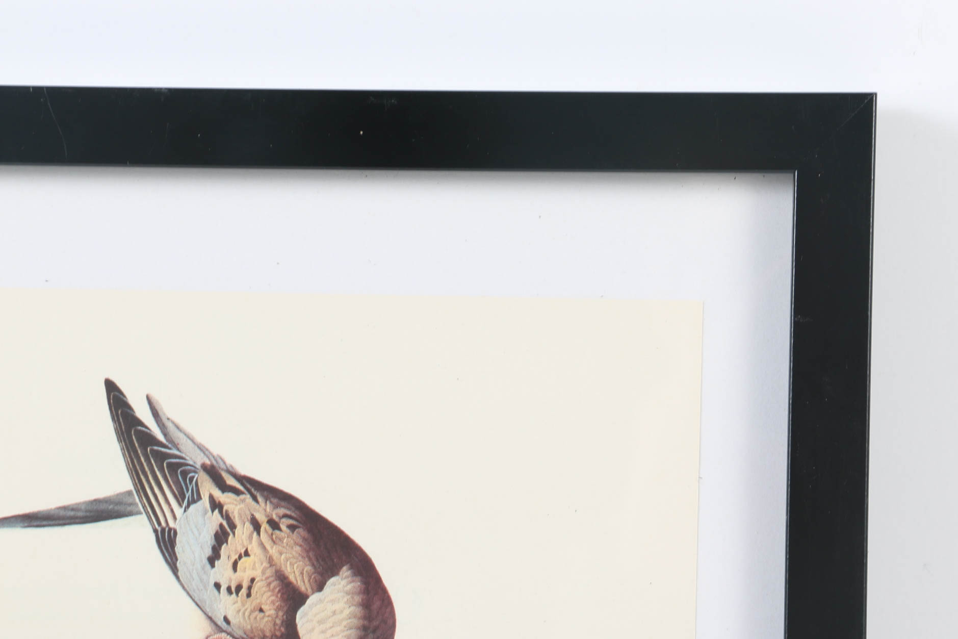 Collection of Offset Lithographs of Rodger Tory Peterson Ornithology Illustrations