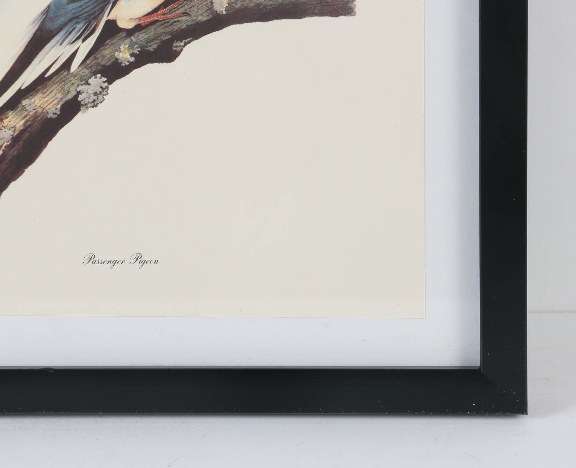 Collection of Offset Lithographs of Rodger Tory Peterson Ornithology Illustrations