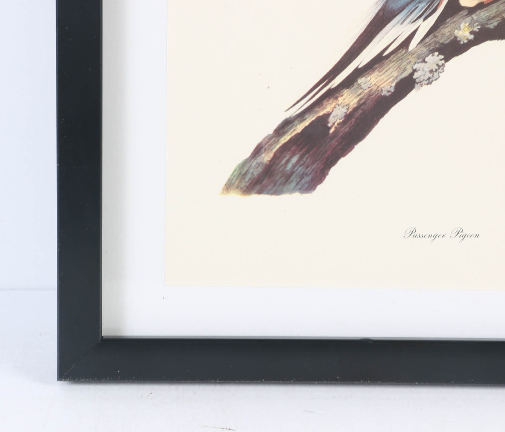 Collection of Offset Lithographs of Rodger Tory Peterson Ornithology Illustrations