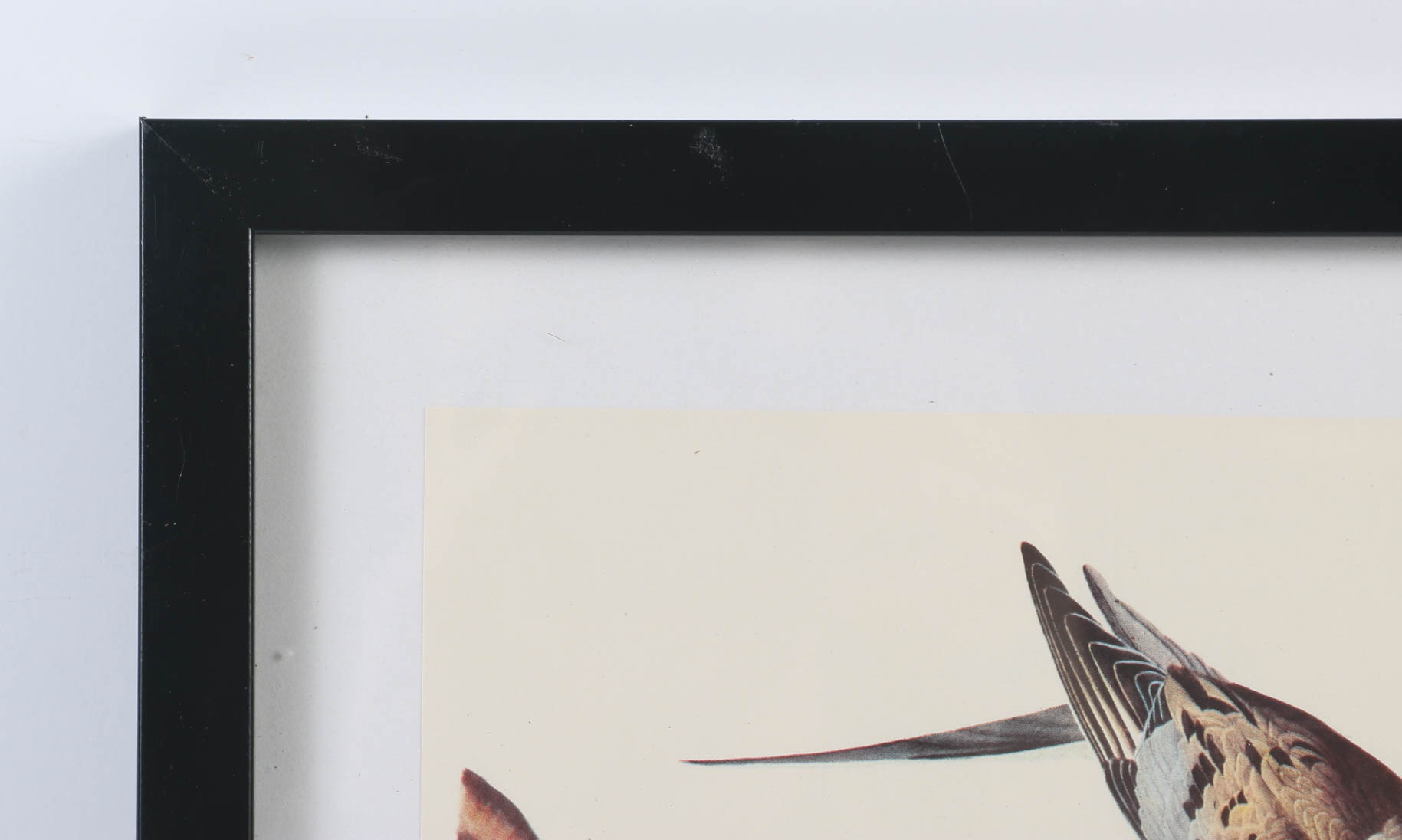 Collection of Offset Lithographs of Rodger Tory Peterson Ornithology Illustrations