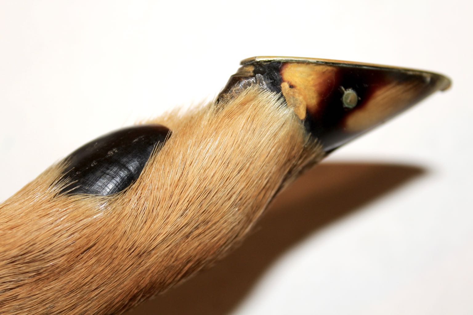 Puma Solingen Rostfrei Vintage Hoof Handle Knife