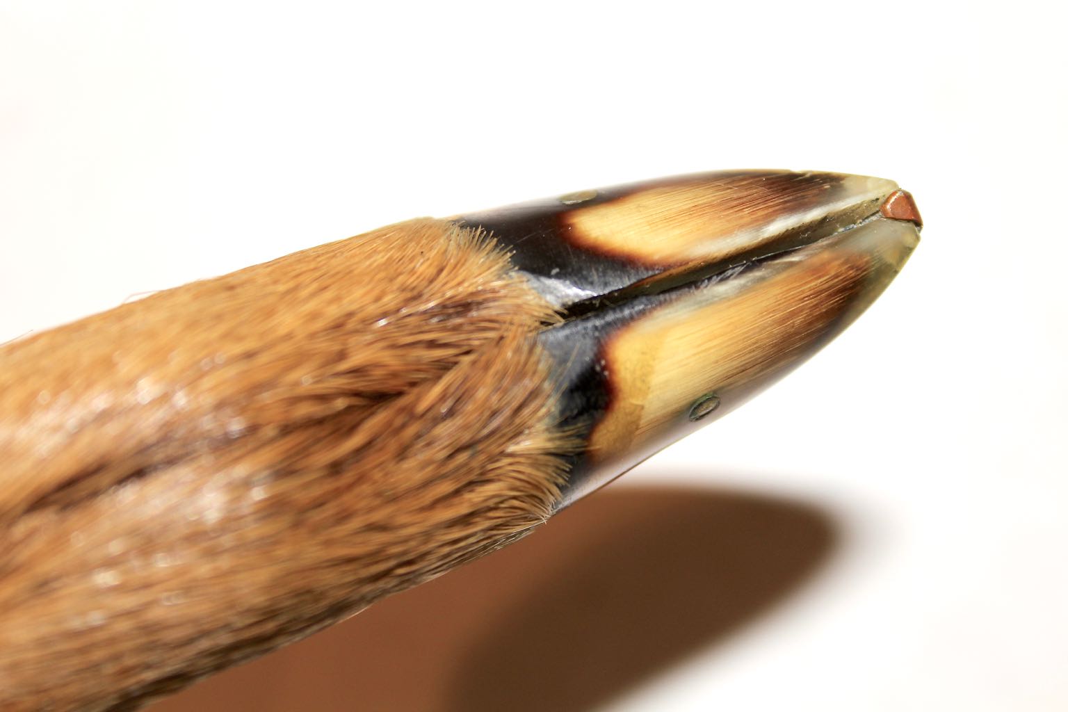 Puma Solingen Rostfrei Vintage Hoof Handle Knife