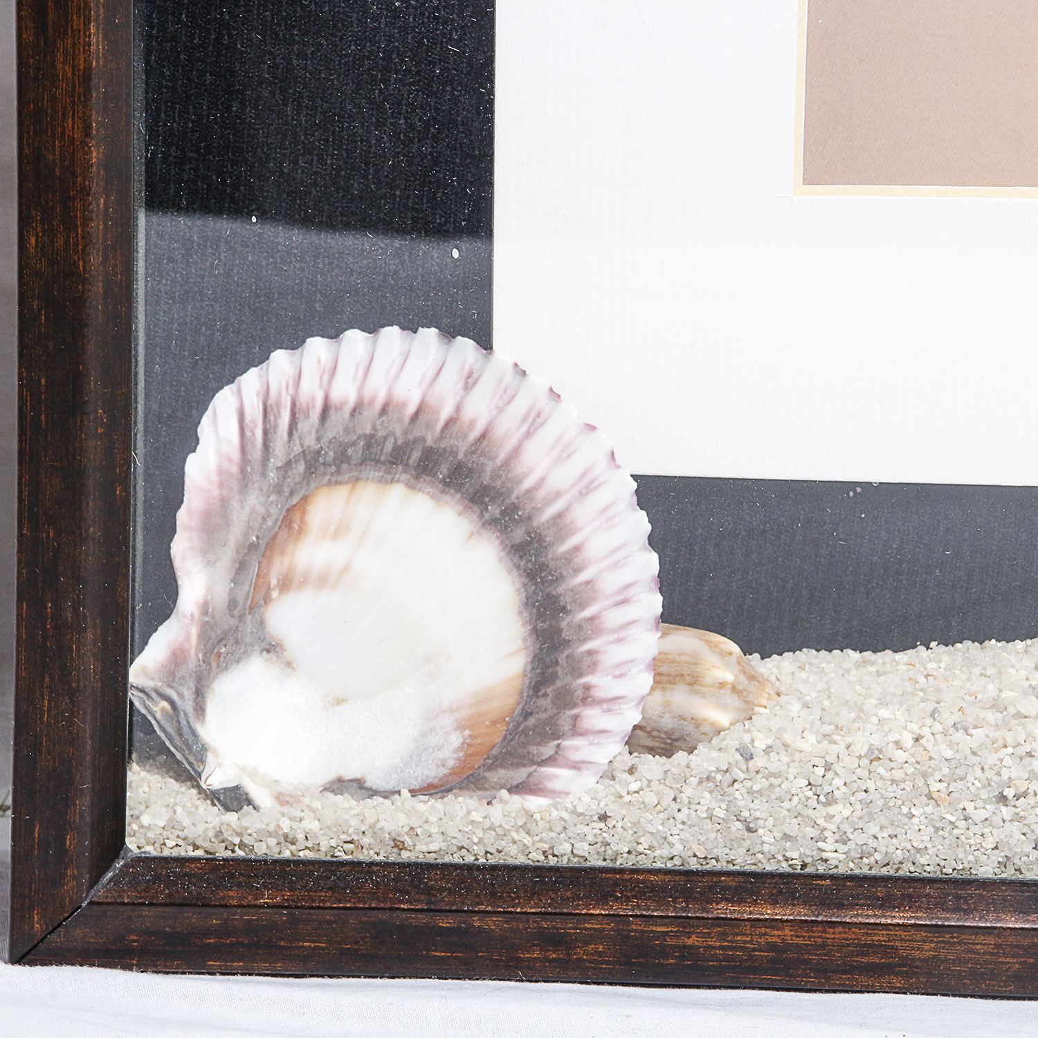 Pair of Framed Shell Wall Art Pieces
