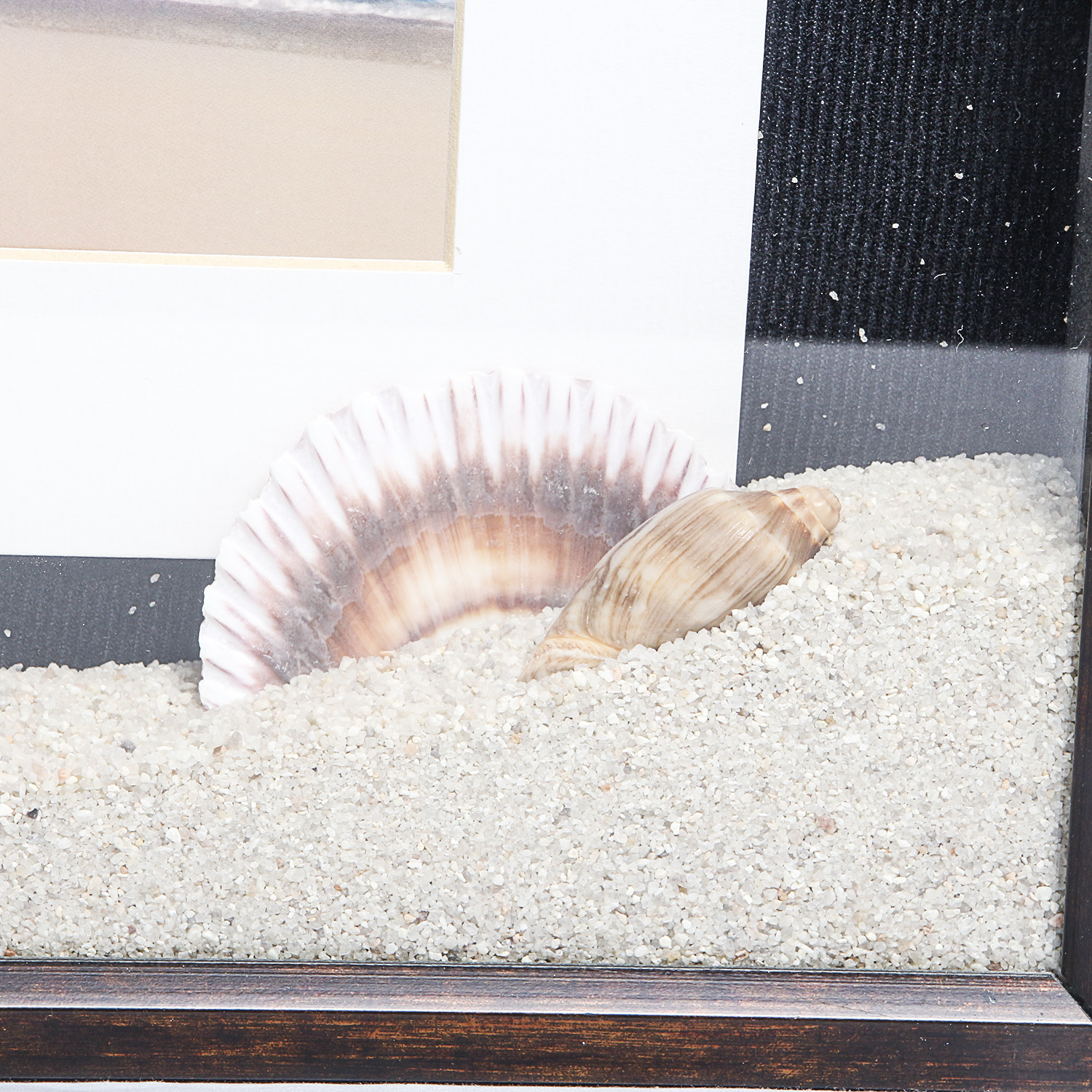 Pair of Framed Shell Wall Art Pieces