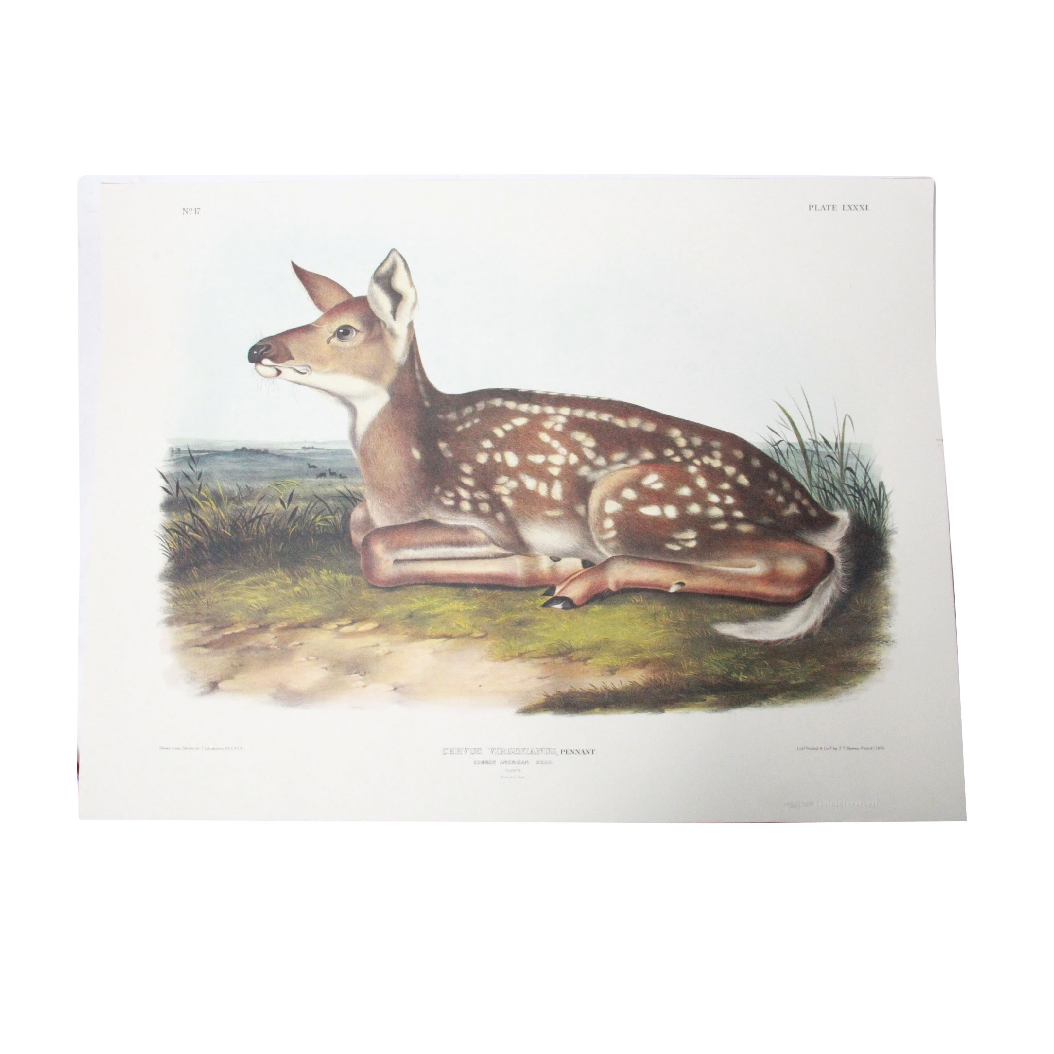 John J. Audubon  Offset Lithograph "Common American Deer"
