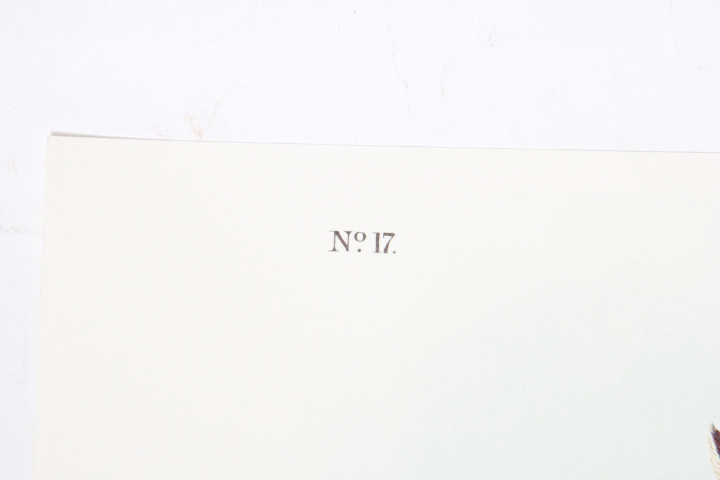 John J. Audubon  Offset Lithograph "Common American Deer"