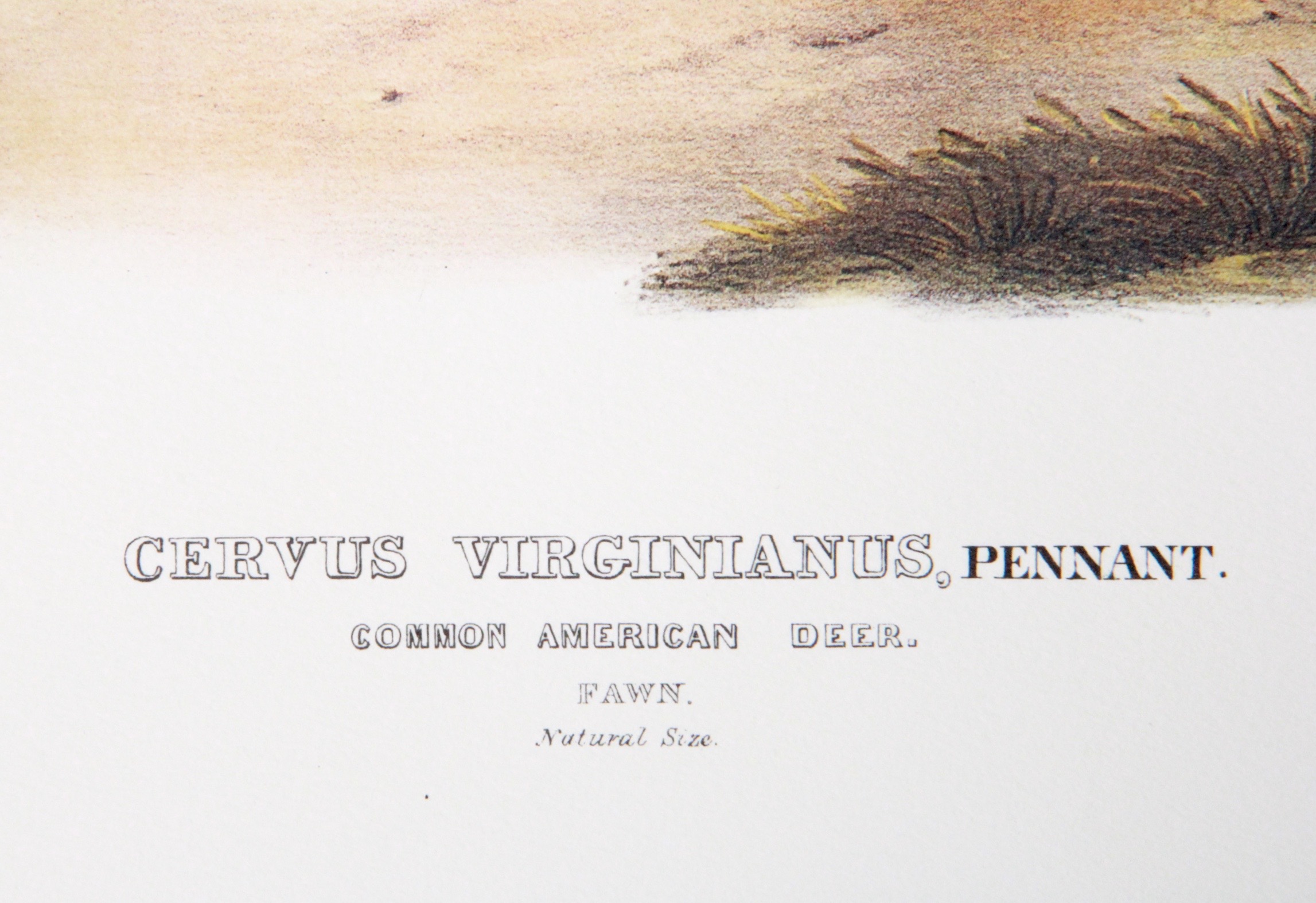 John J. Audubon  Offset Lithograph "Common American Deer"