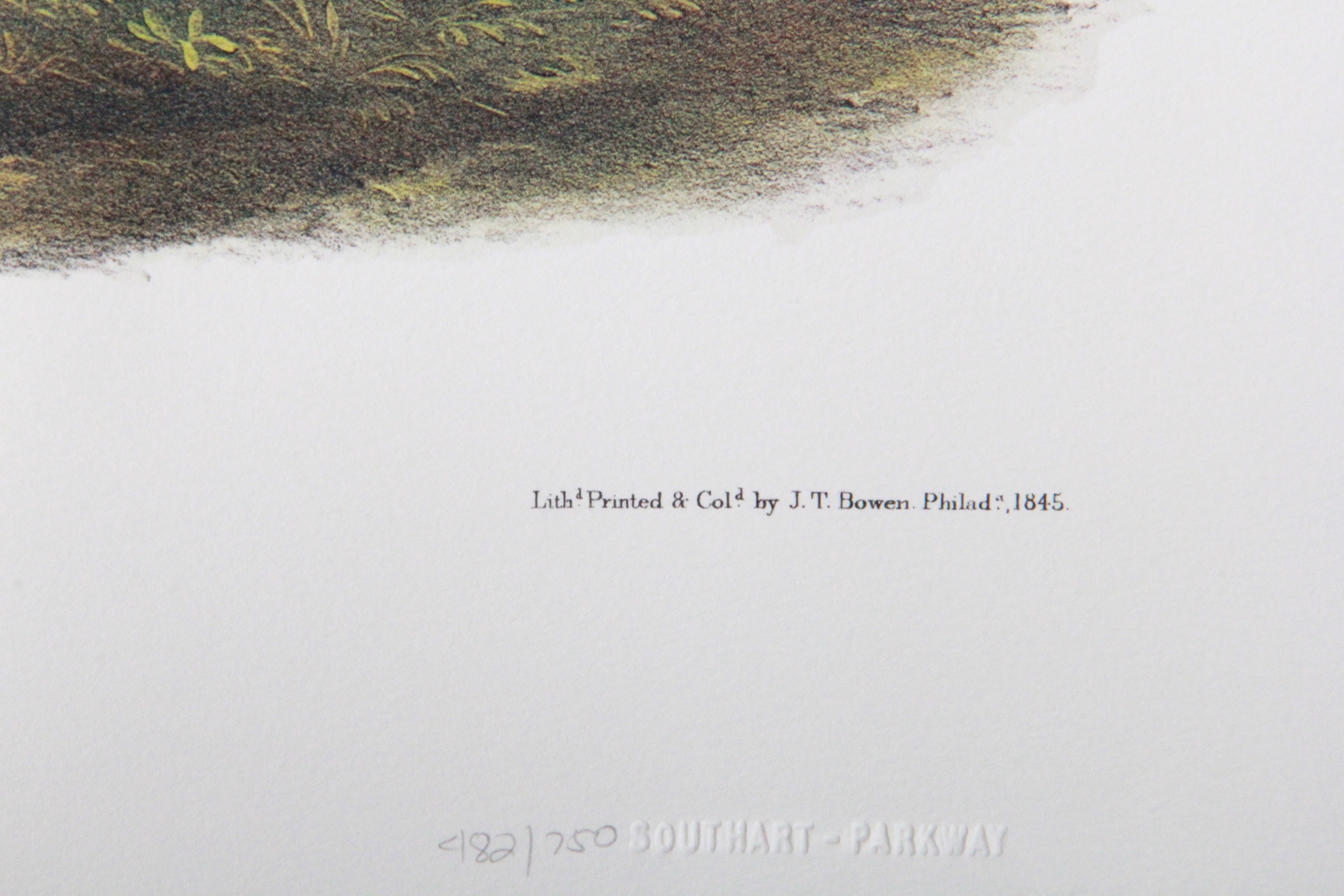 John J. Audubon  Offset Lithograph "Common American Deer"