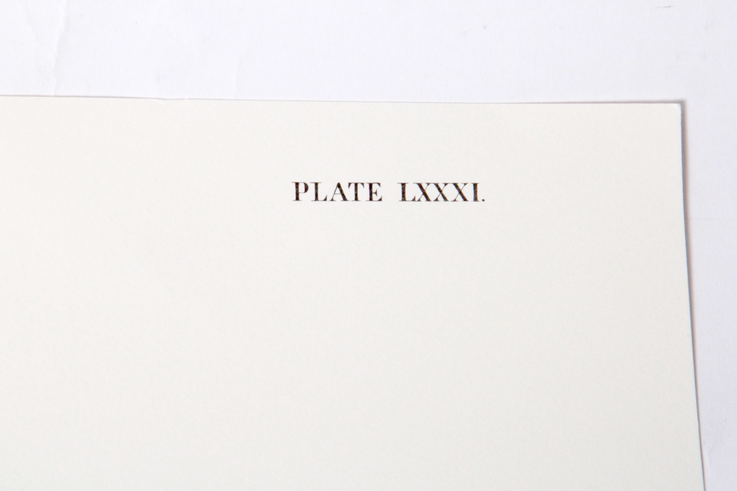 John J. Audubon  Offset Lithograph "Common American Deer"