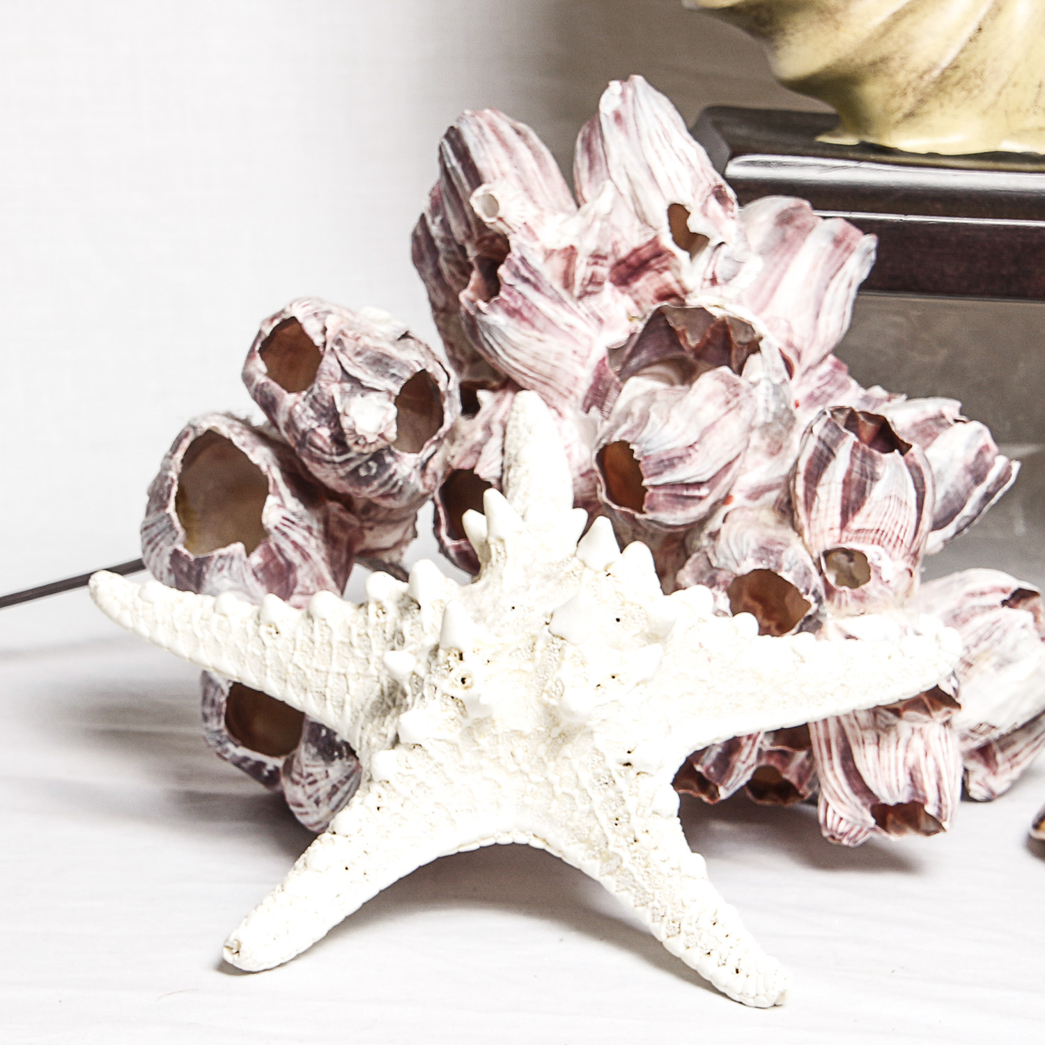 Collection of Sea Shell Inspired Decor