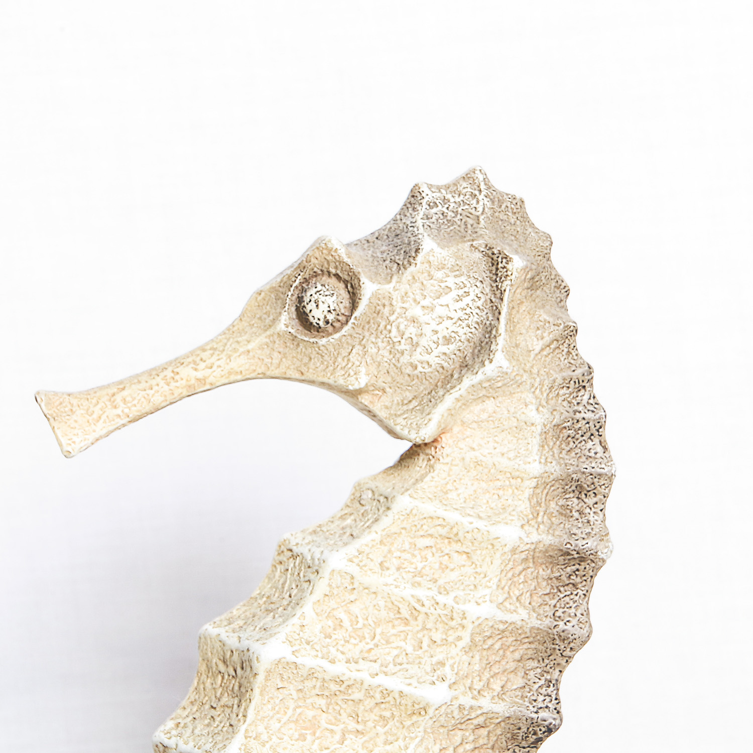 Collection of Sea Shell Inspired Decor