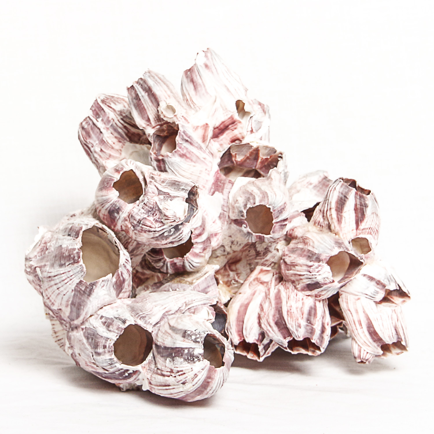 Collection of Sea Shell Inspired Decor