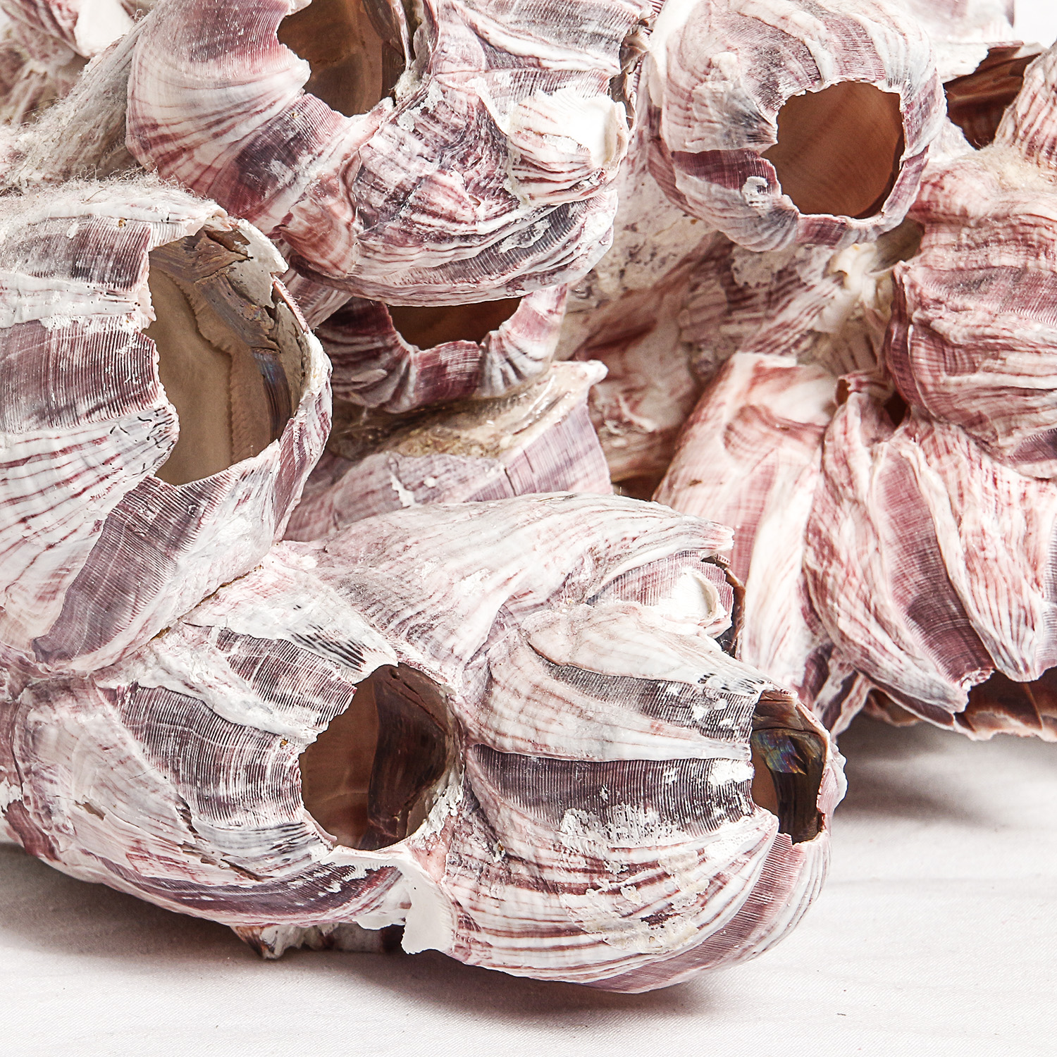 Collection of Sea Shell Inspired Decor