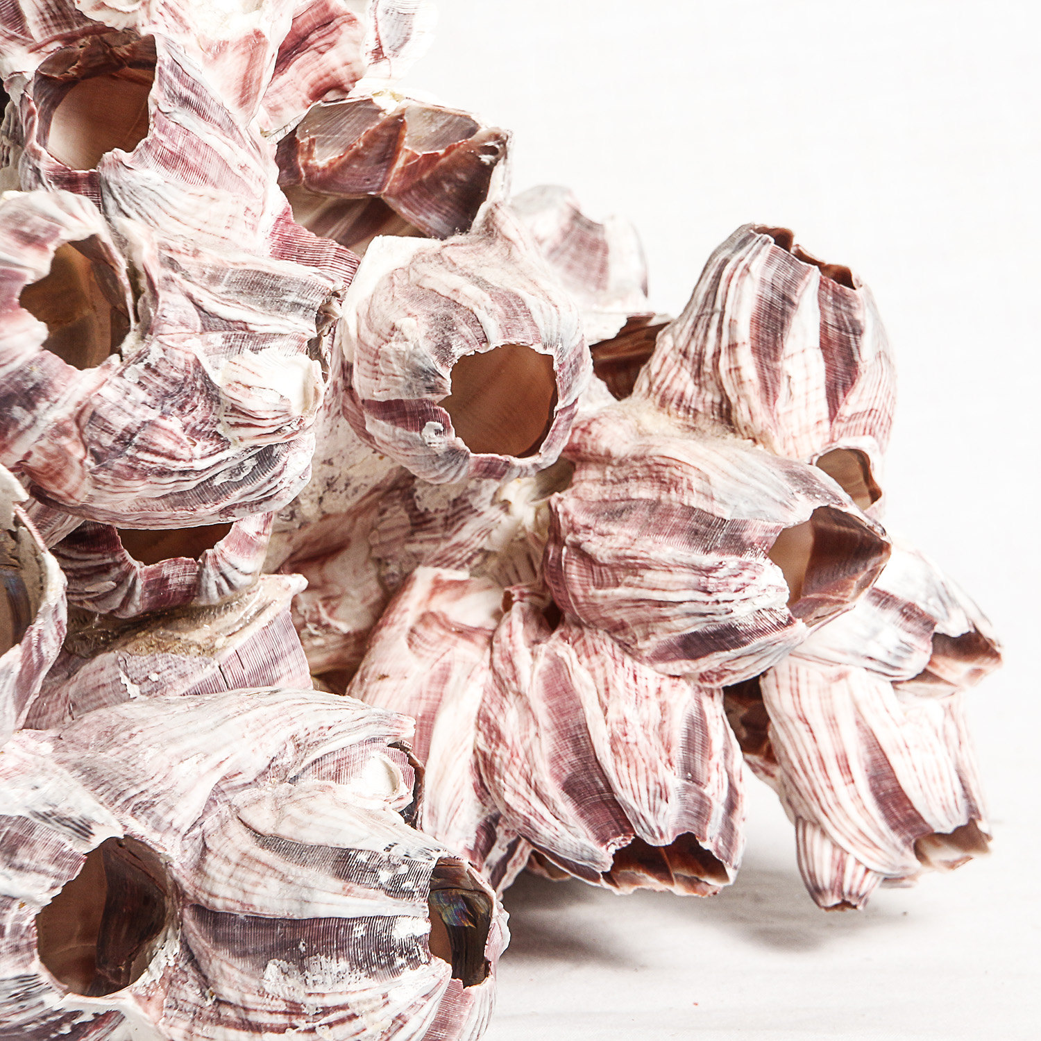 Collection of Sea Shell Inspired Decor