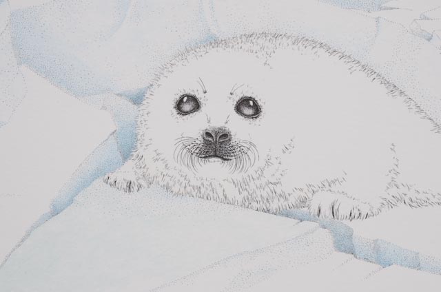 Peter Parnall Signed Limited Edition Lithograph "Harp Seal"