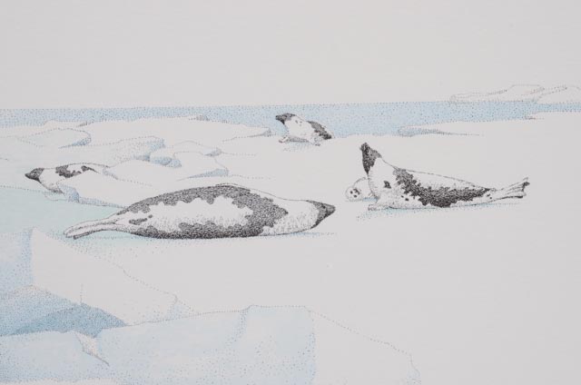 Peter Parnall Signed Limited Edition Lithograph "Harp Seal"