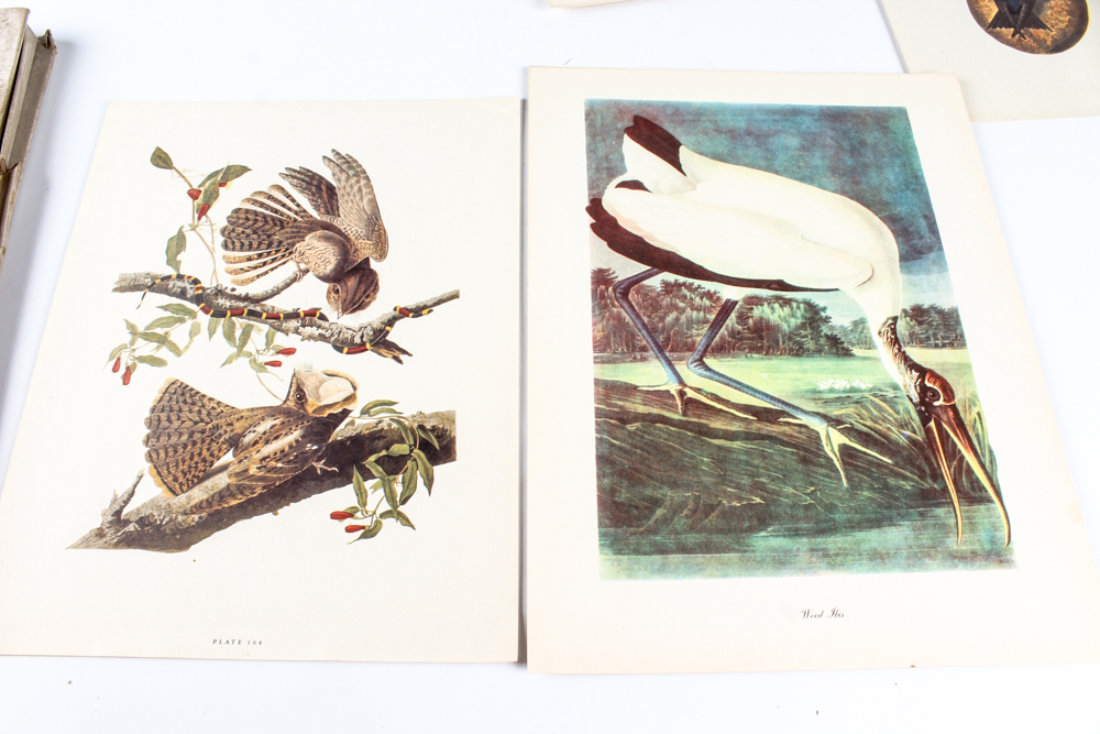 "Audubon Birds of America: Fifty Selections with Commentaries" Lithographs