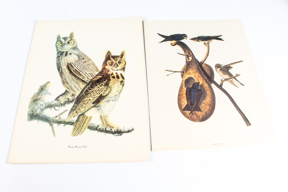 "Audubon Birds of America: Fifty Selections with Commentaries" Lithographs