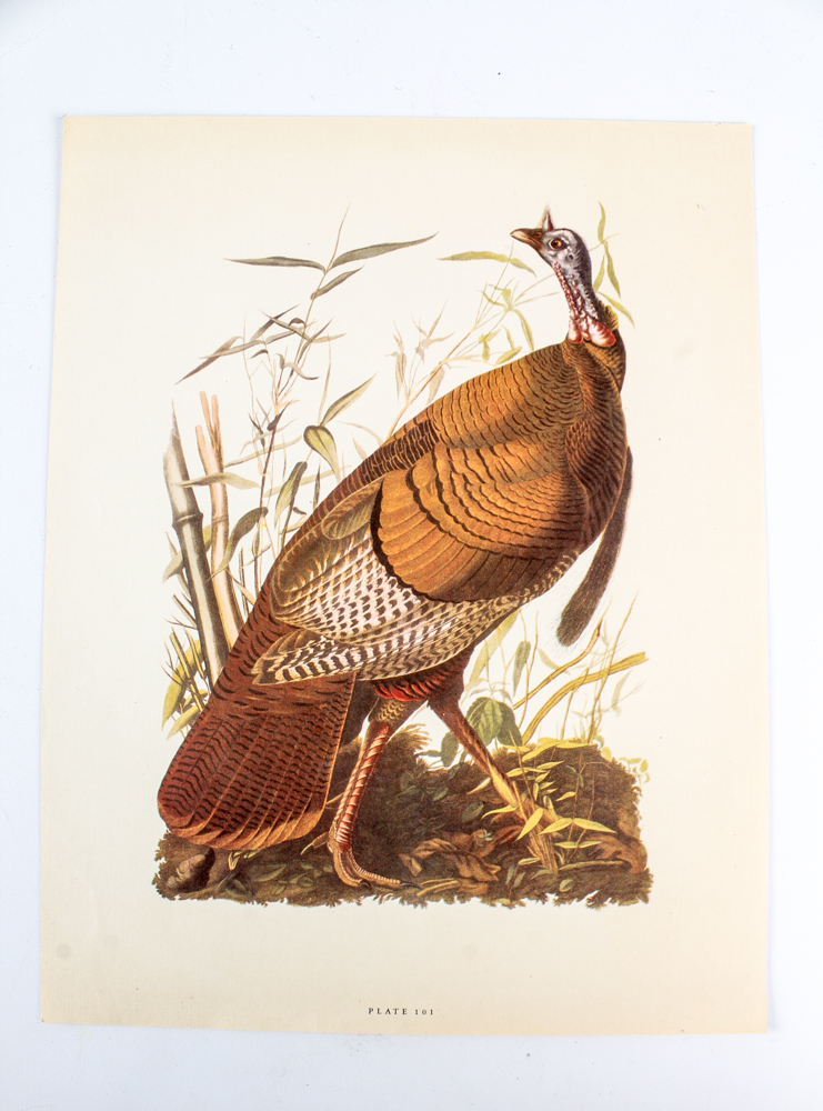 "Audubon Birds of America: Fifty Selections with Commentaries" Lithographs