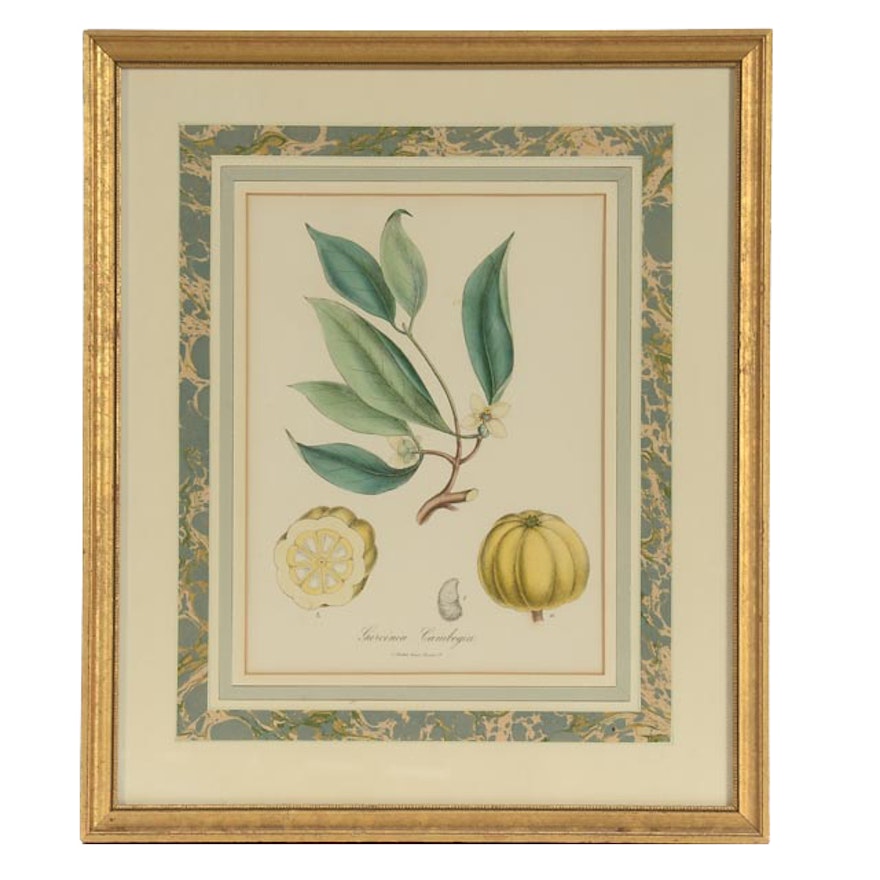 Antique Hand-colored Lithograph Bookplate "Garcinia Cambogia"