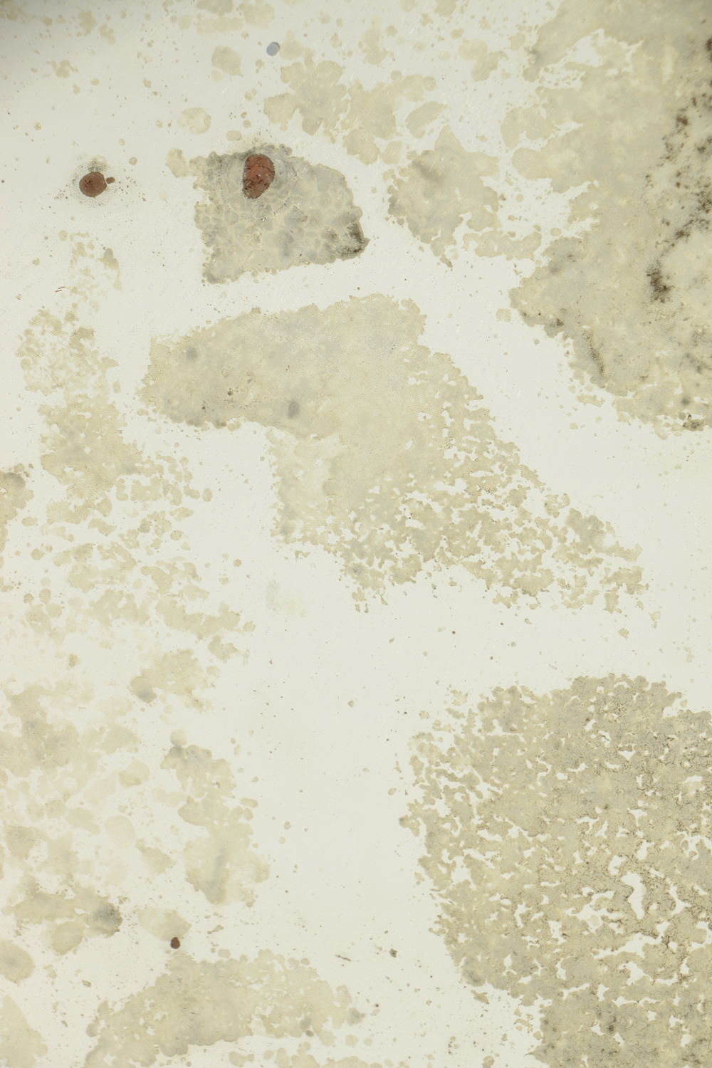 18th Century Italian Rococo Mirror