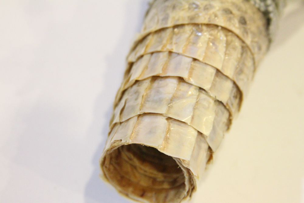 Pair of Snake Skins