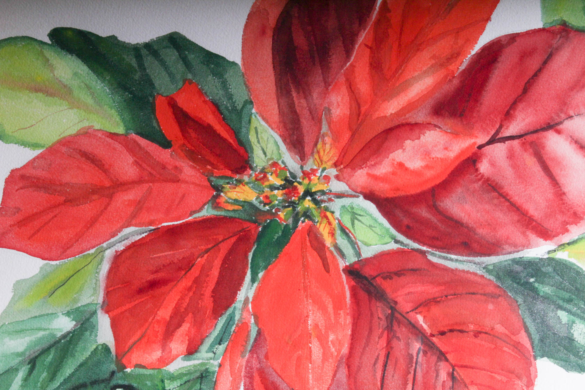 Thelma Walter Poinsettia Watercolor