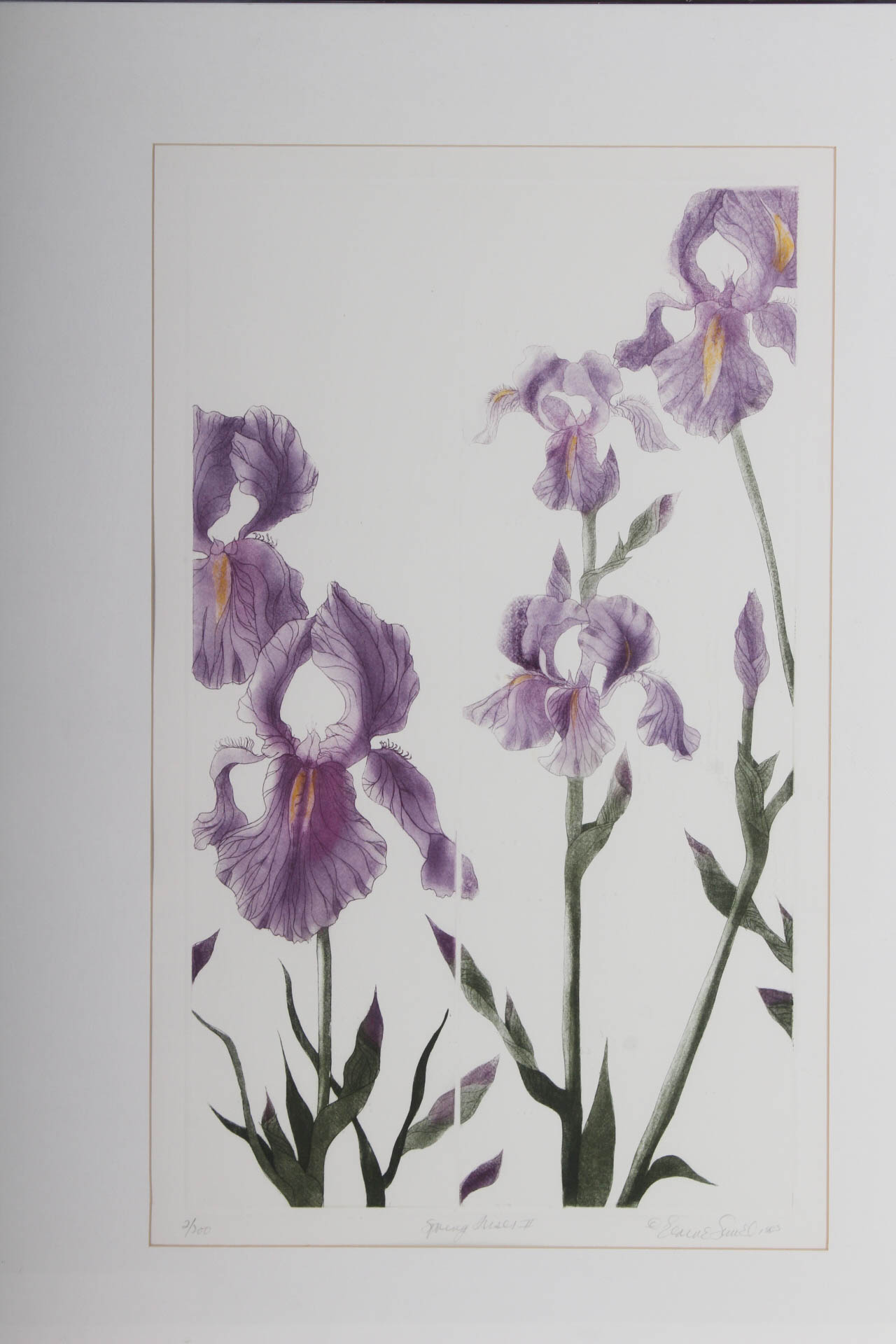 Elaine Sewel Limited Edition Etching"Irises II"