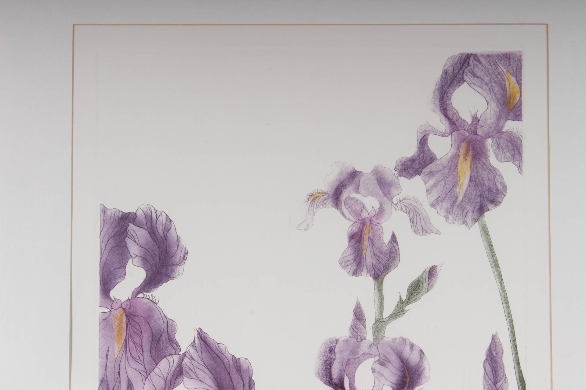 Elaine Sewel Limited Edition Etching"Irises II"