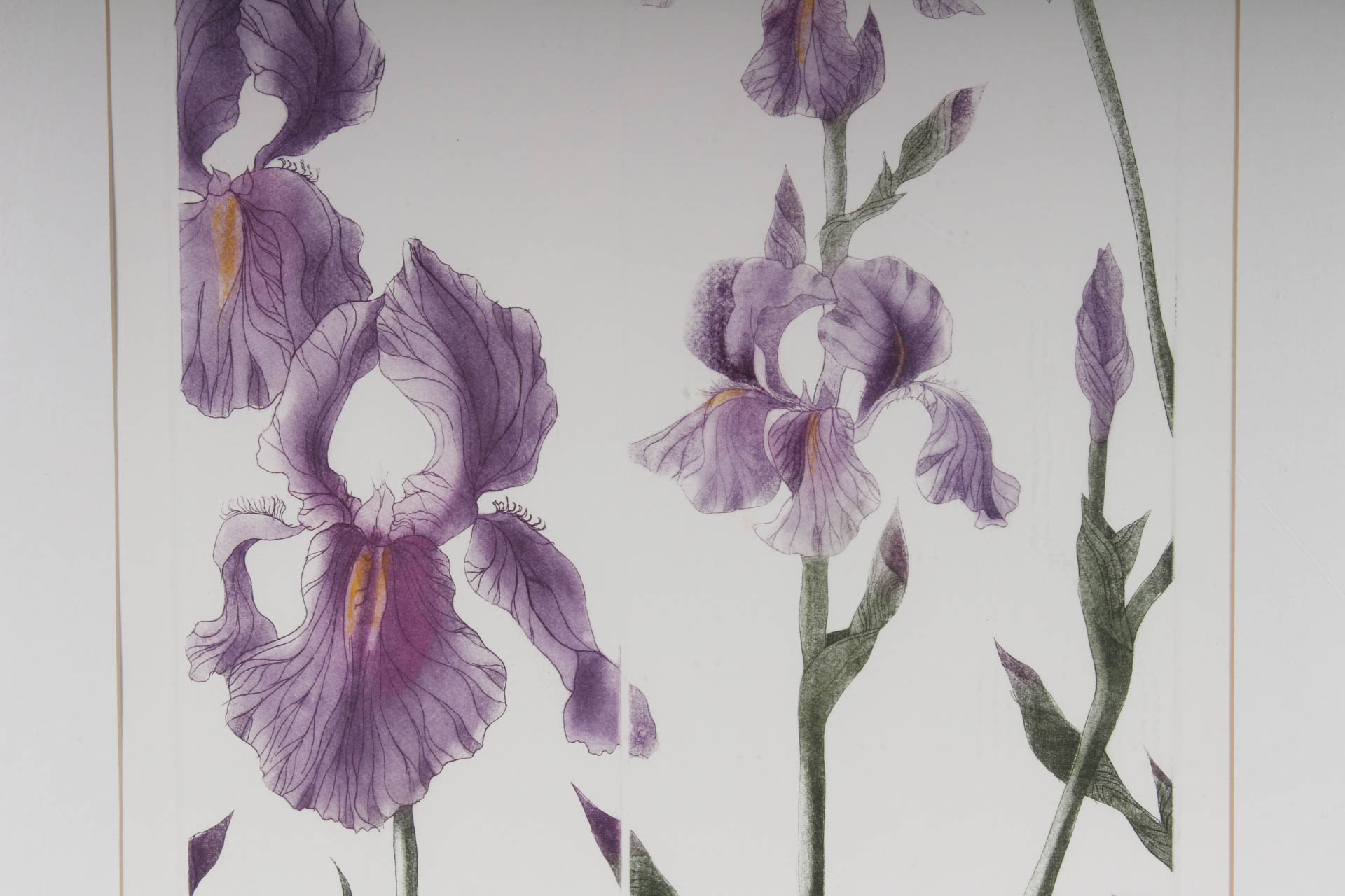 Elaine Sewel Limited Edition Etching"Irises II"