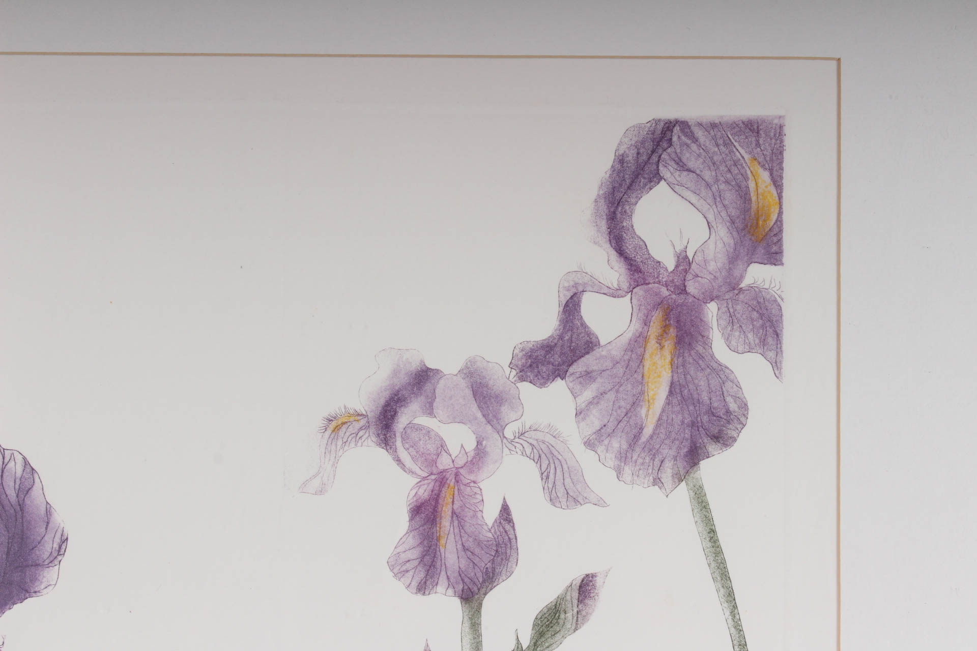 Elaine Sewel Limited Edition Etching"Irises II"