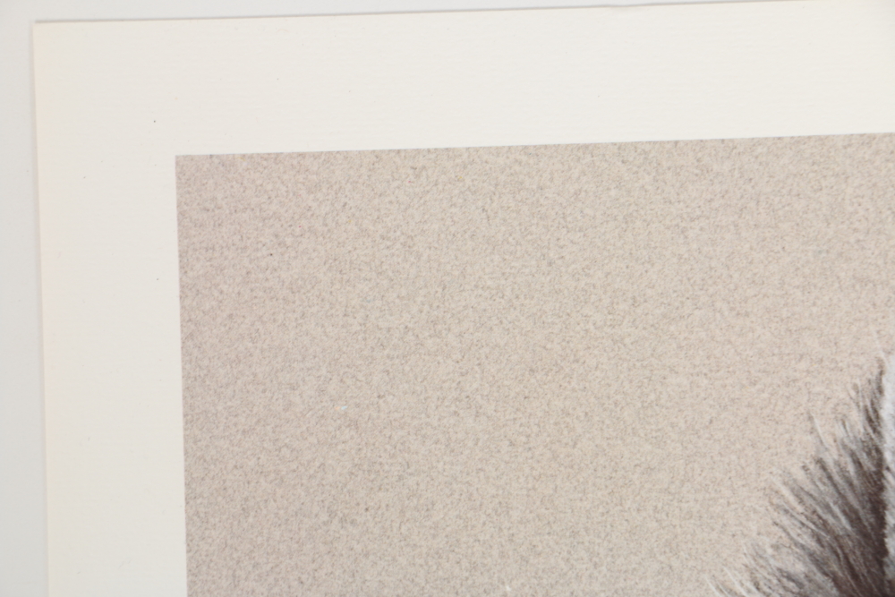 Harold Rigsby Limited Edition Offset Lithographs of Woodland Animals