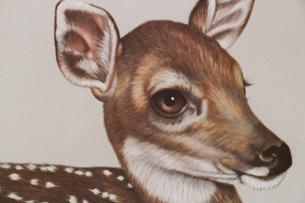 Harold Rigsby Limited Edition Offset Lithographs of Woodland Animals