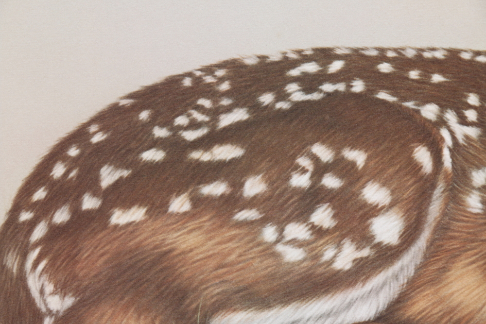 Harold Rigsby Limited Edition Offset Lithographs of Woodland Animals