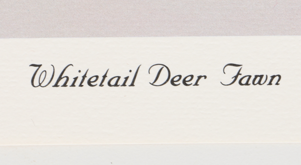 Harold Rigsby Limited Edition Offset Lithographs of Woodland Animals