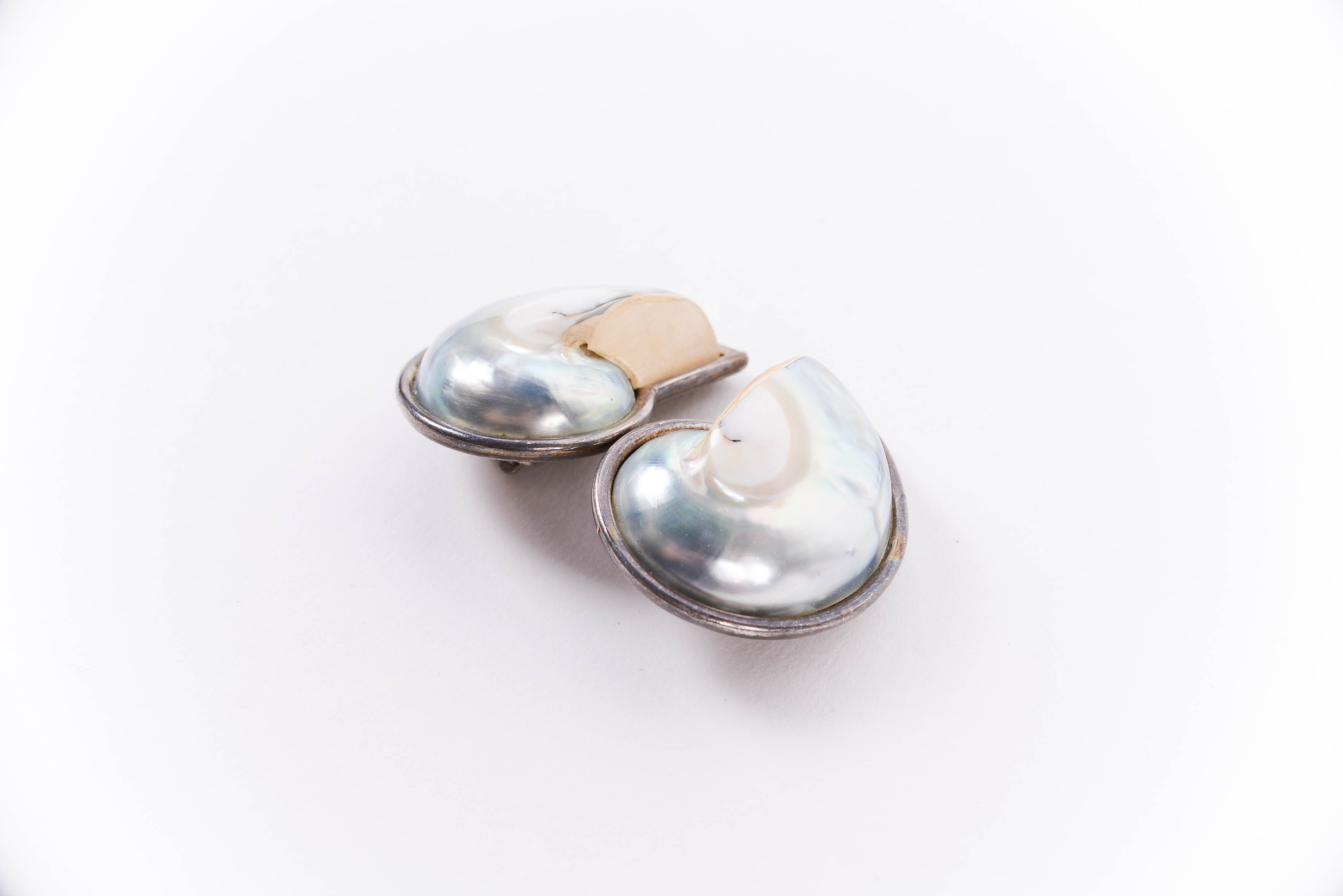 Sterling Silver Earrings with Dyed Nautilus Shell